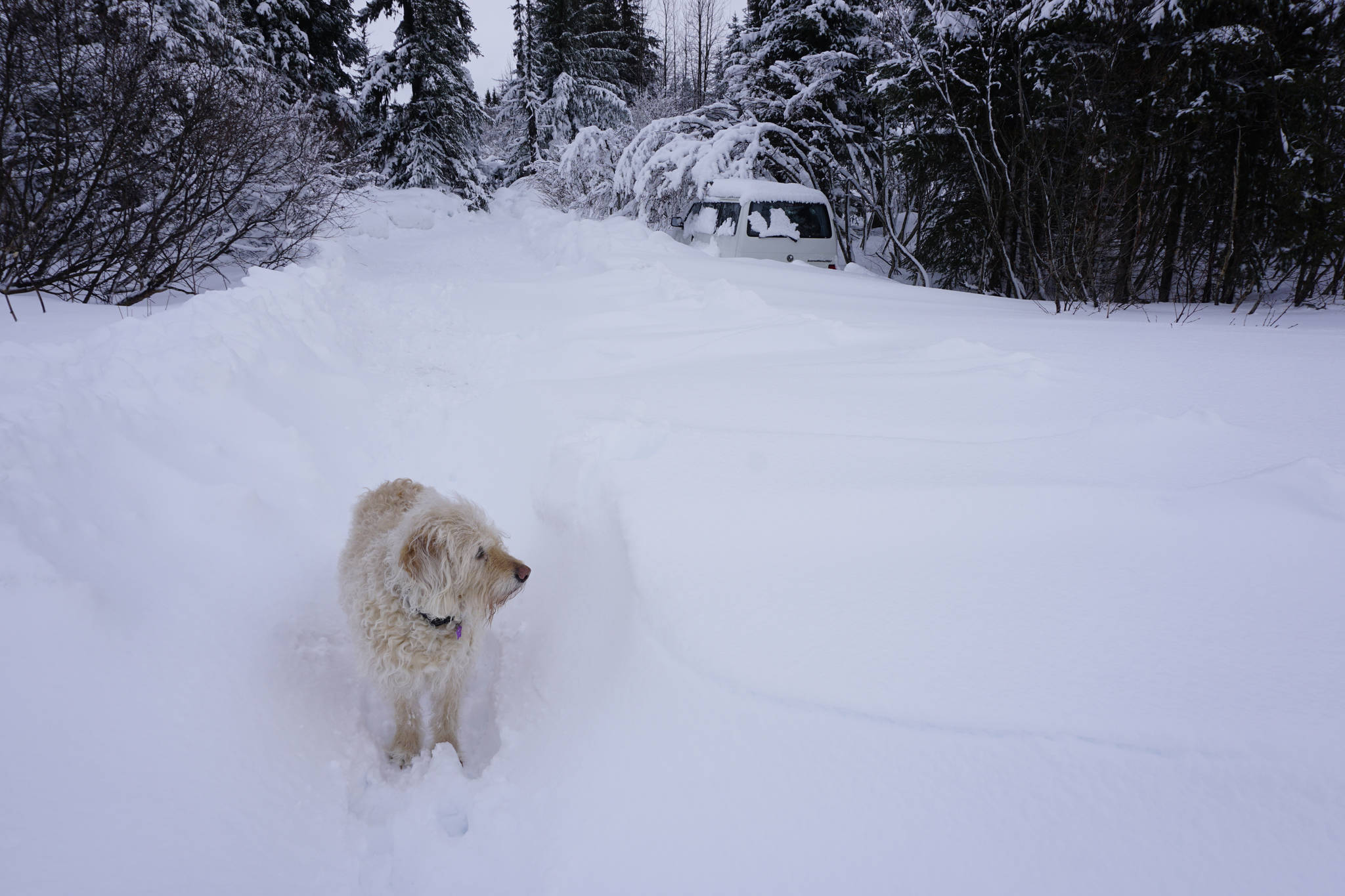 Leia the dog stands in a Diamond Ridge driveway covered in 4-foot snow drifts on Sunday, March 10, 2019, in Homer, Alaska. A blizzard over the weekend kept plow drivers busy. (Photo by Michael Armstrong/Homer News)