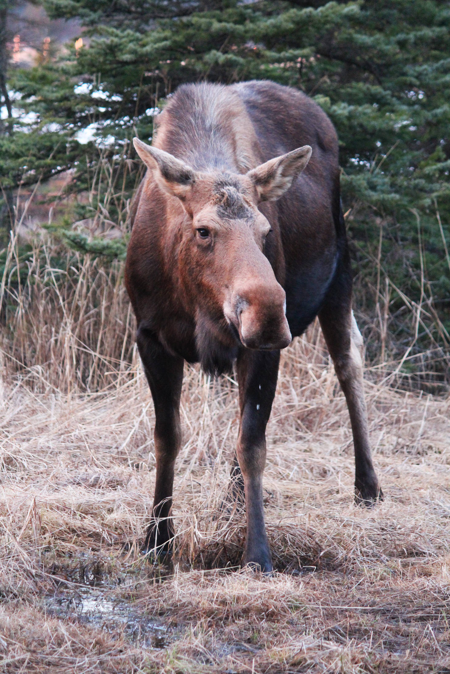A moose takes a drink of water from a marshy area just off Kachemak Drive on Tuesday, March 19 in Homer. (Photo by Megan Pacer/Homer News)