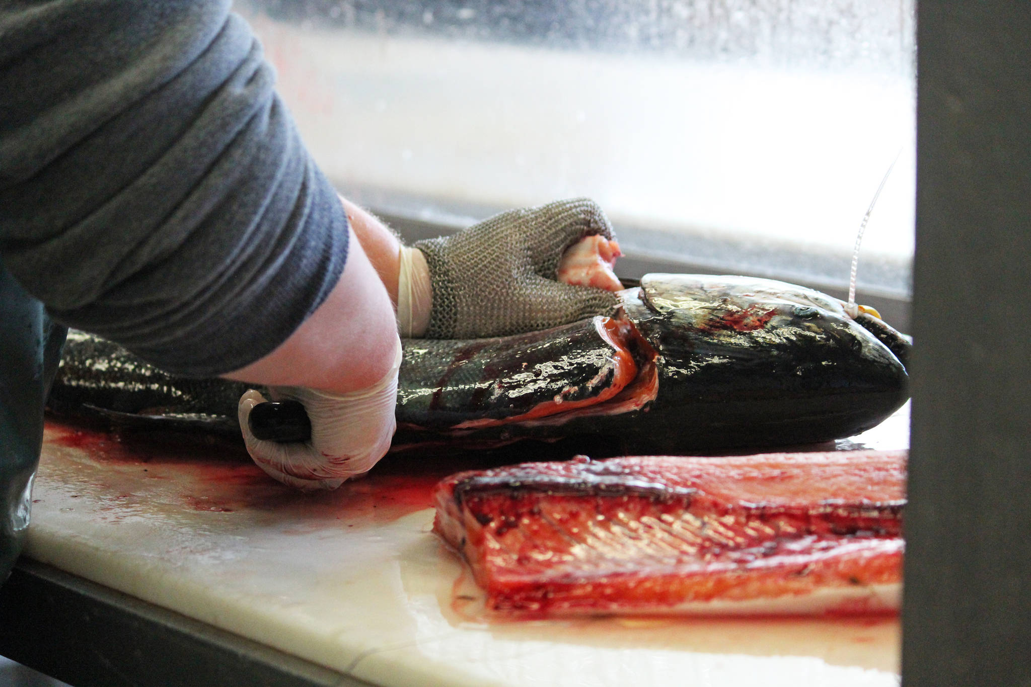 A volunteer fillets a salmon during the Homer Winter King Salmon Tournament at Coal Point Seafoods on Saturday, March 23, 2019 in Homer, Alaska. (Photo by Megan Pacer/Homer News)