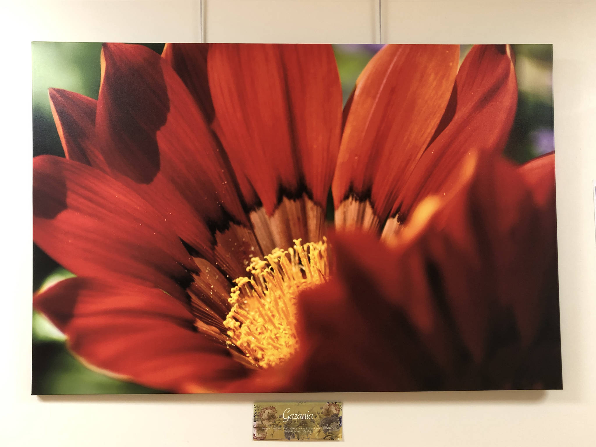 A photograph by Dr. Edson Knapp from “Spring,” a collaborative show with poet Linda Martin showing at South Peninsula Hospital. (Photo provided)