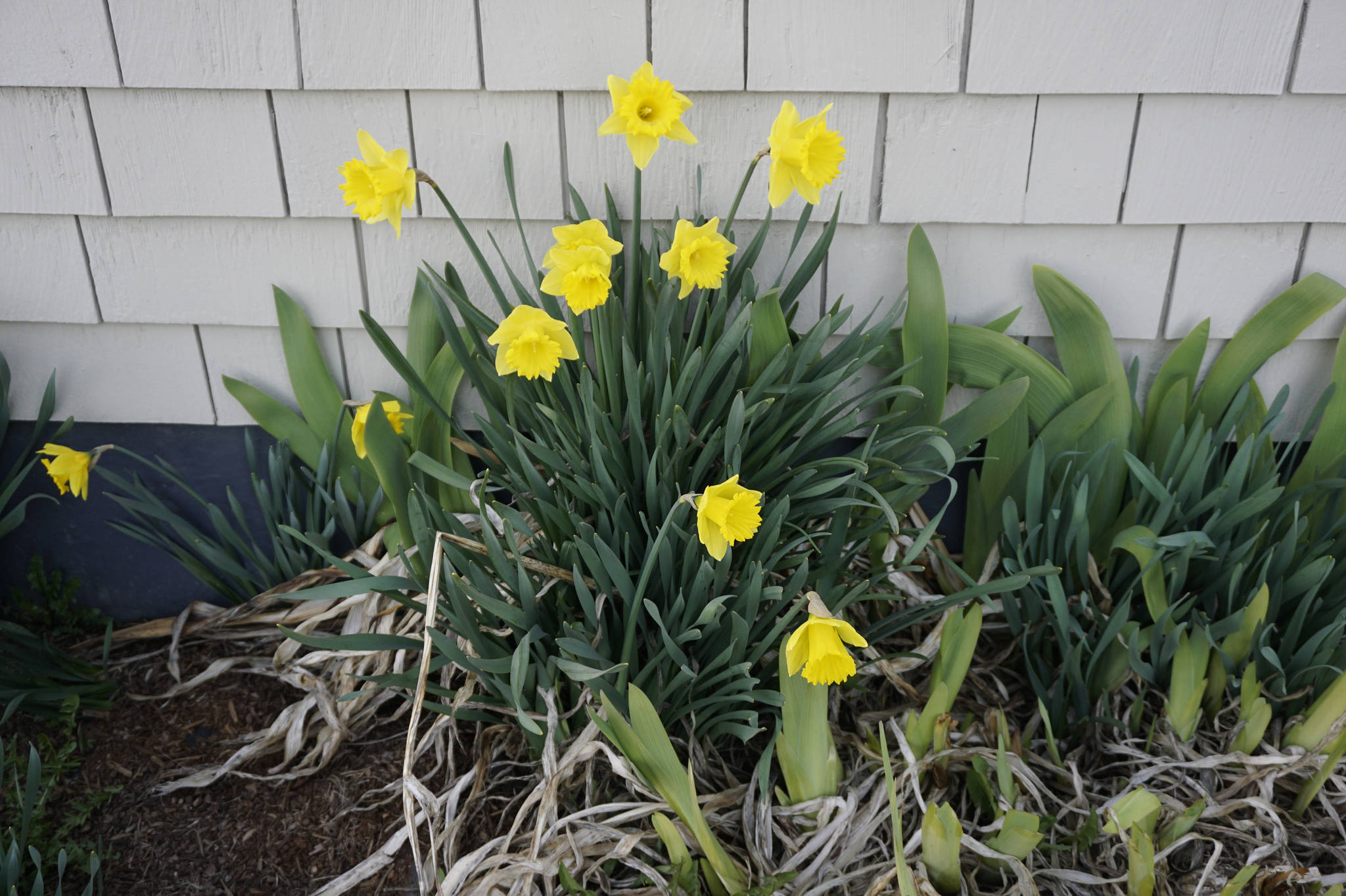 Daffodils bloom on April 2, 2019, on the south side of the Homer Electric Association building in Homer, Alaska. According to the Alaska Climate Research Center of the University of Alaska Fairbanks, new monthly high temperatures records were set for March in 10 of 19 weather stations, including Homer. (Photo by Michael Armstrong/Homer News)