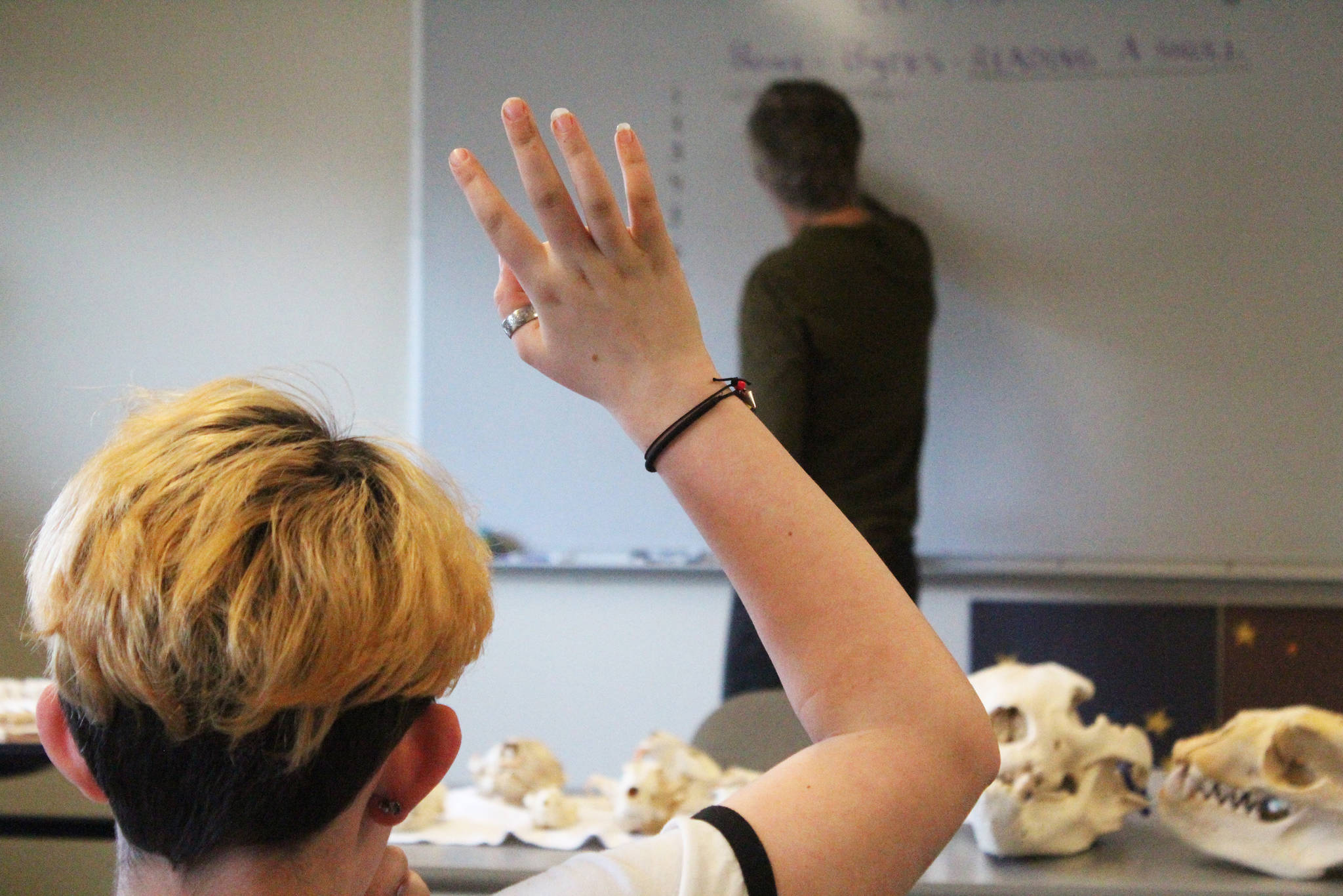 A sixth grade student from West Homer Elementary School raises their hand during a presentation from Lee Post, who teaches skeletal articulation at Kachemak Bay Campus, on Friday, April 5, 2019 during the Kids2College program at the college in Homer, Alaska. (Photo by Megan Pacer/Homer News)
