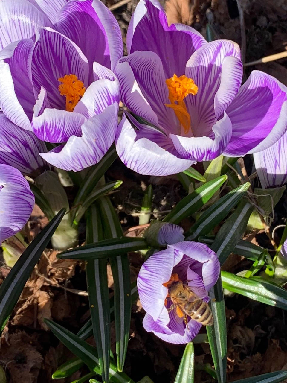 ”In addition to bringing early color and joy into our lives, the honeybees are equally entranced,” the Kachemak Gardener writes of crocuses blooming in her garden on March 31, 2019, in Homer, Alaska. (Photo by Rosemary Fitzpatrick)