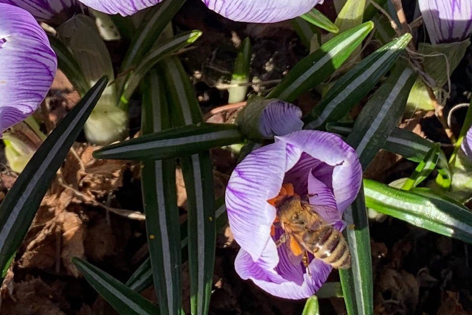 “In addition to bringing early color and joy into our lives, the honeybees are equally entranced,” the Kachemak Gardener writes of crocuses blooming in her garden on March 31, 2019, in Homer, Alaska. (Photo by Rosemary Fitzpatrick)