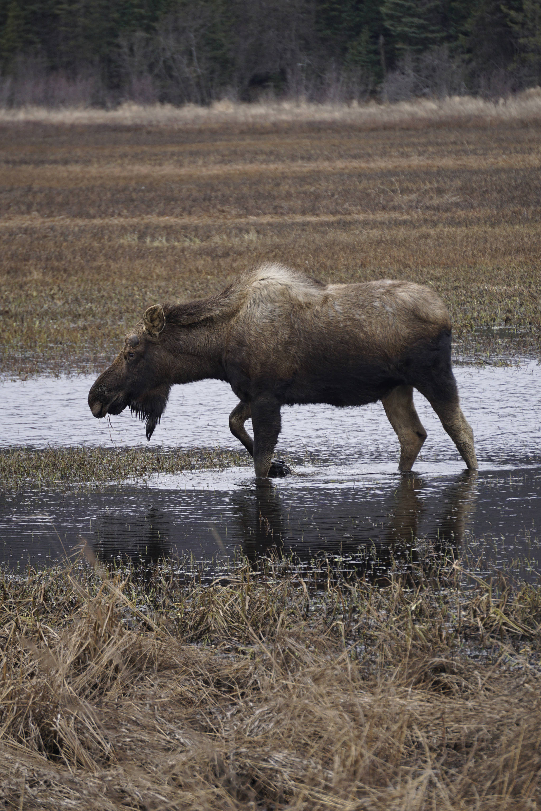 A moose browses at the east end of Beluga Lake about 6 p.m. Thursday, April 11, 2019, as seen from the airport viewing platform at the end of FAA Road in Homer, Alaska. The moose was among five moose feeding in the marsh. (Photo by Michael Armstrong/Homer News)