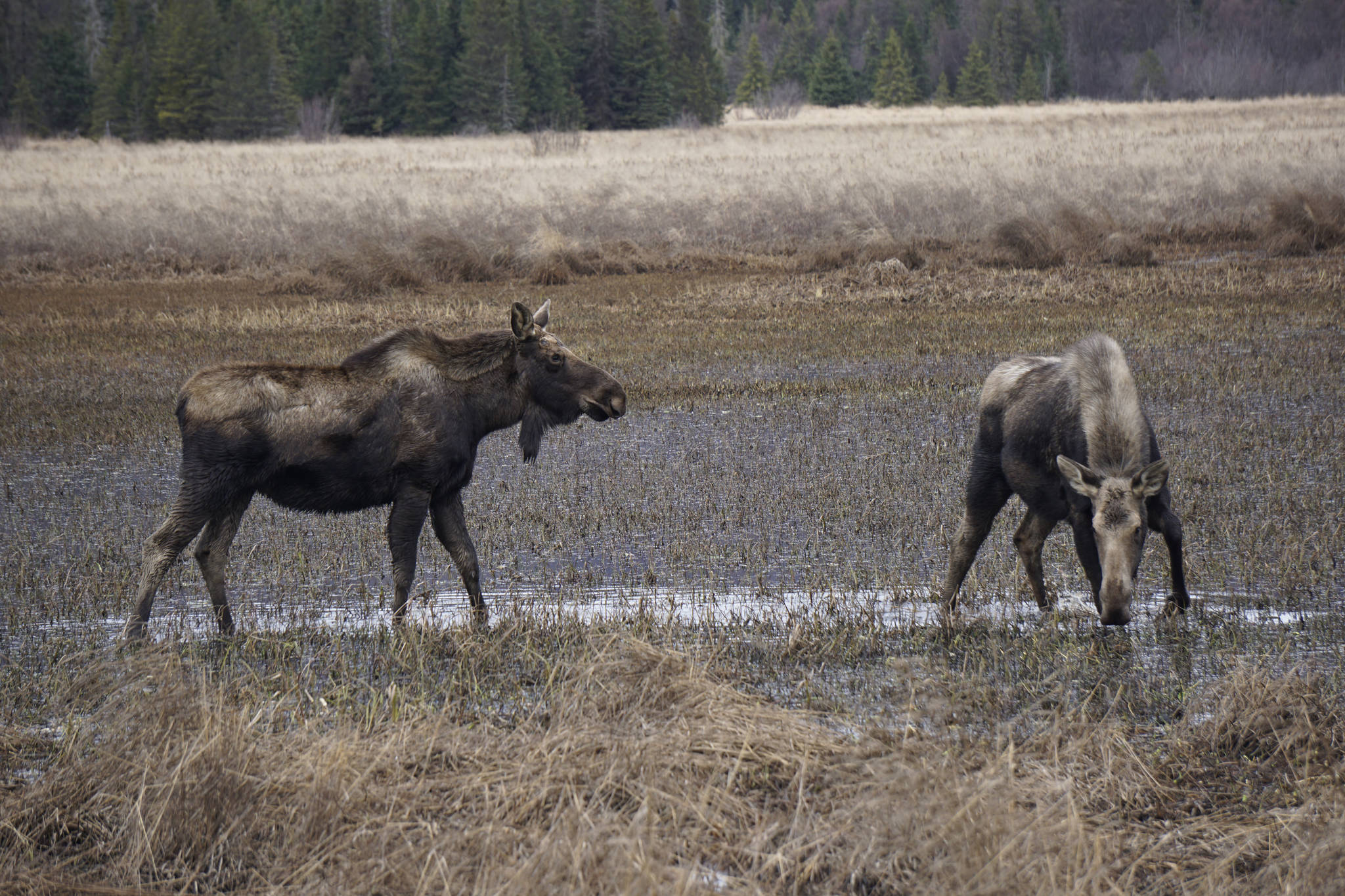 Two moose browse at the east end of Beluga Lake about 6 p.m. Thursday, April 11, 2019, as seen from the airport viewing platform at the end of FAA Road in Homer, Alaska. The moose were among a group of five feeding in the marsh. (Photo by Michael Armstrong/Homer News)