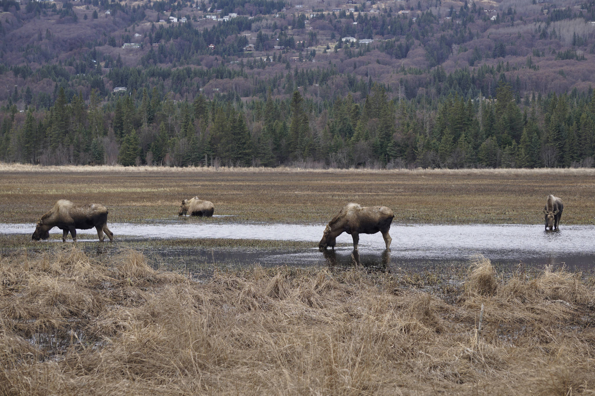 Moose browse at the east end of Beluga Lake about 6 p.m. Thursday, April 11, 2019, as seen from the airport viewing platform at the end of FAA Road in Homer, Alaska. (Photo by Michael Armstrong/Homer News)
