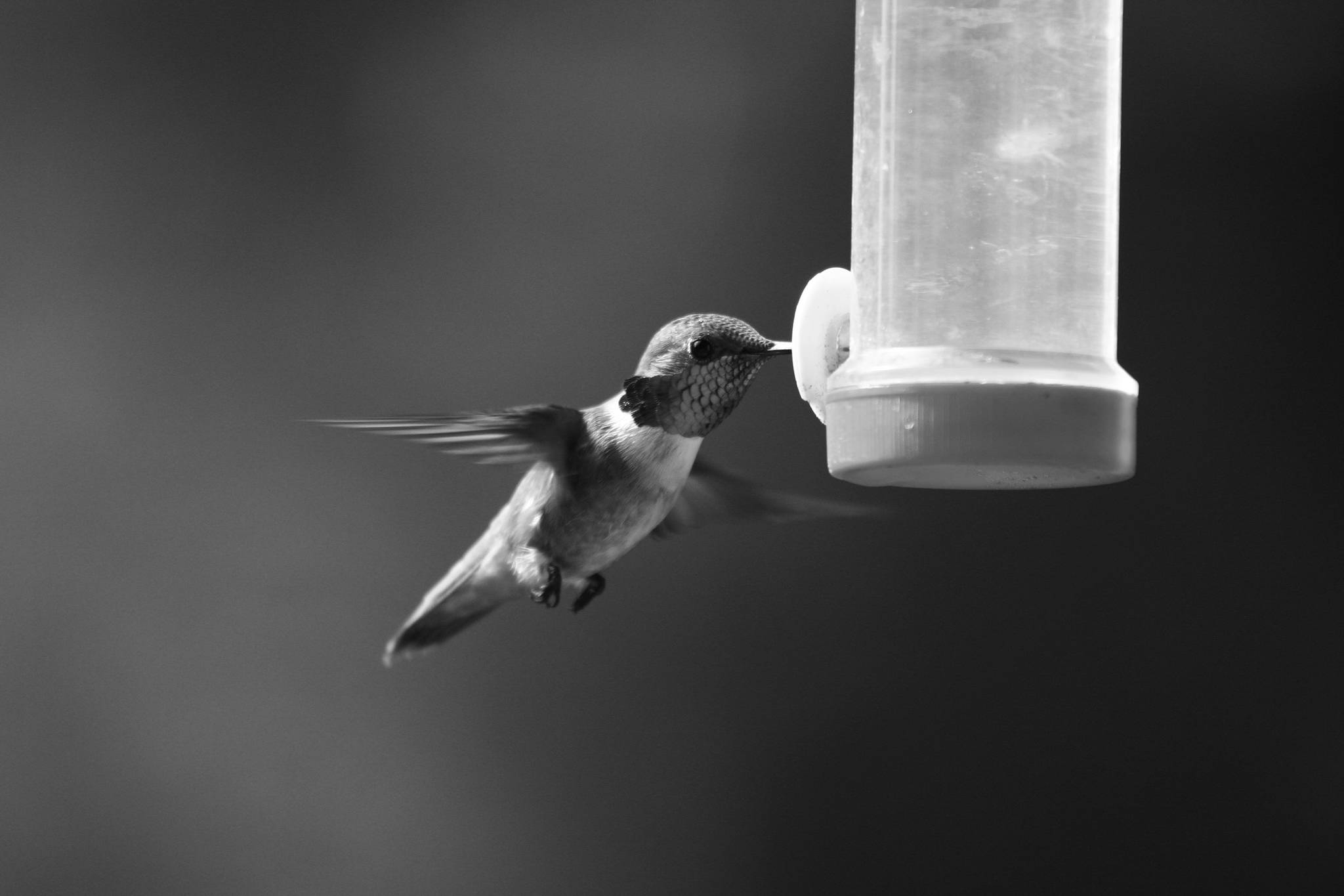 A rufous hummingbird sips nectar from a feeder in this undated photograph. (Photo by Carla Stanley)