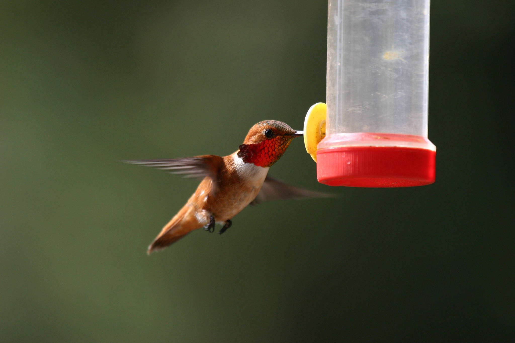 A rufous hummingbird sips nectar from a feeder in this undated photograph. (Photo by Carla Stanley)