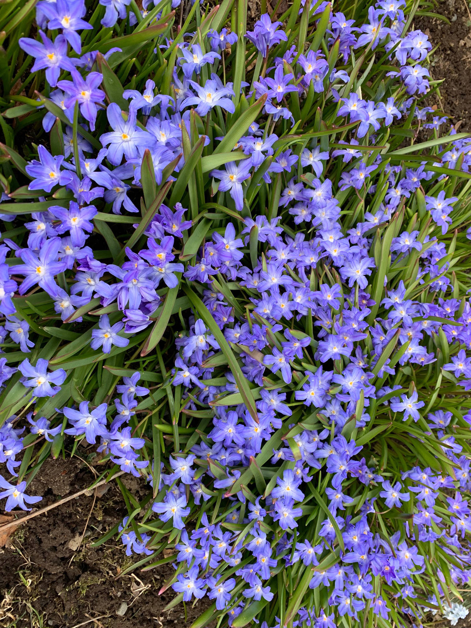 The hardy fall planted spring blooming bulb chionodoxa may be worse for wear after being battered by wind and snow, but it bravely offers up its glory as seen in this photo taken April 19, 2019, in Homer, Alaska. (Photo by Rosemary Fitzpatrick)