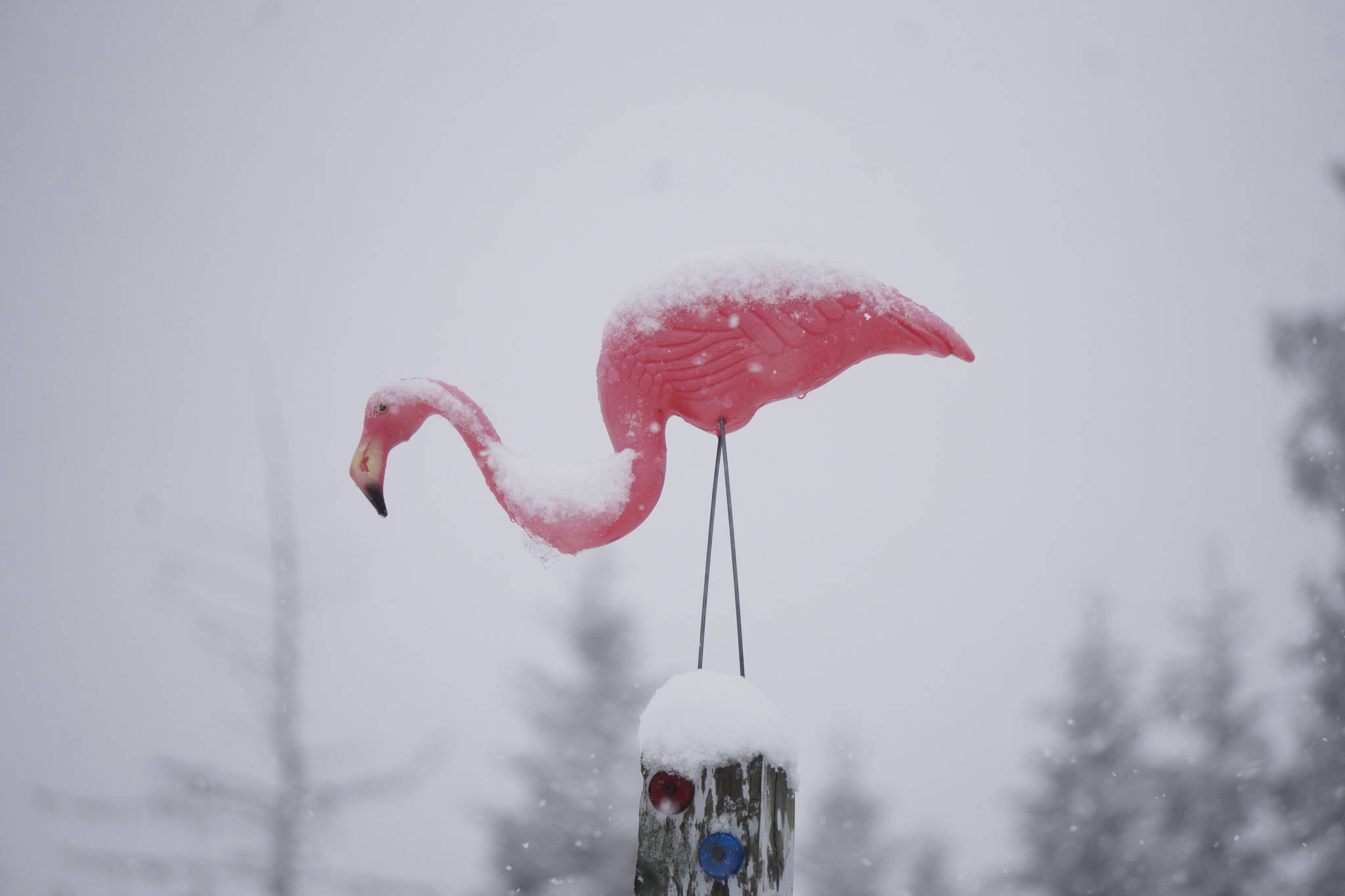 Snow falls on a pink flamingo lawn decoration on Sunday afternoon, April 21, 2019, on Diamond Ridge Road in Homer, Alaska. A spring snowstorm dropped about 6 inches of snow on Homer over the weekend. (Photo by Michael Armstrong/Homer News)
