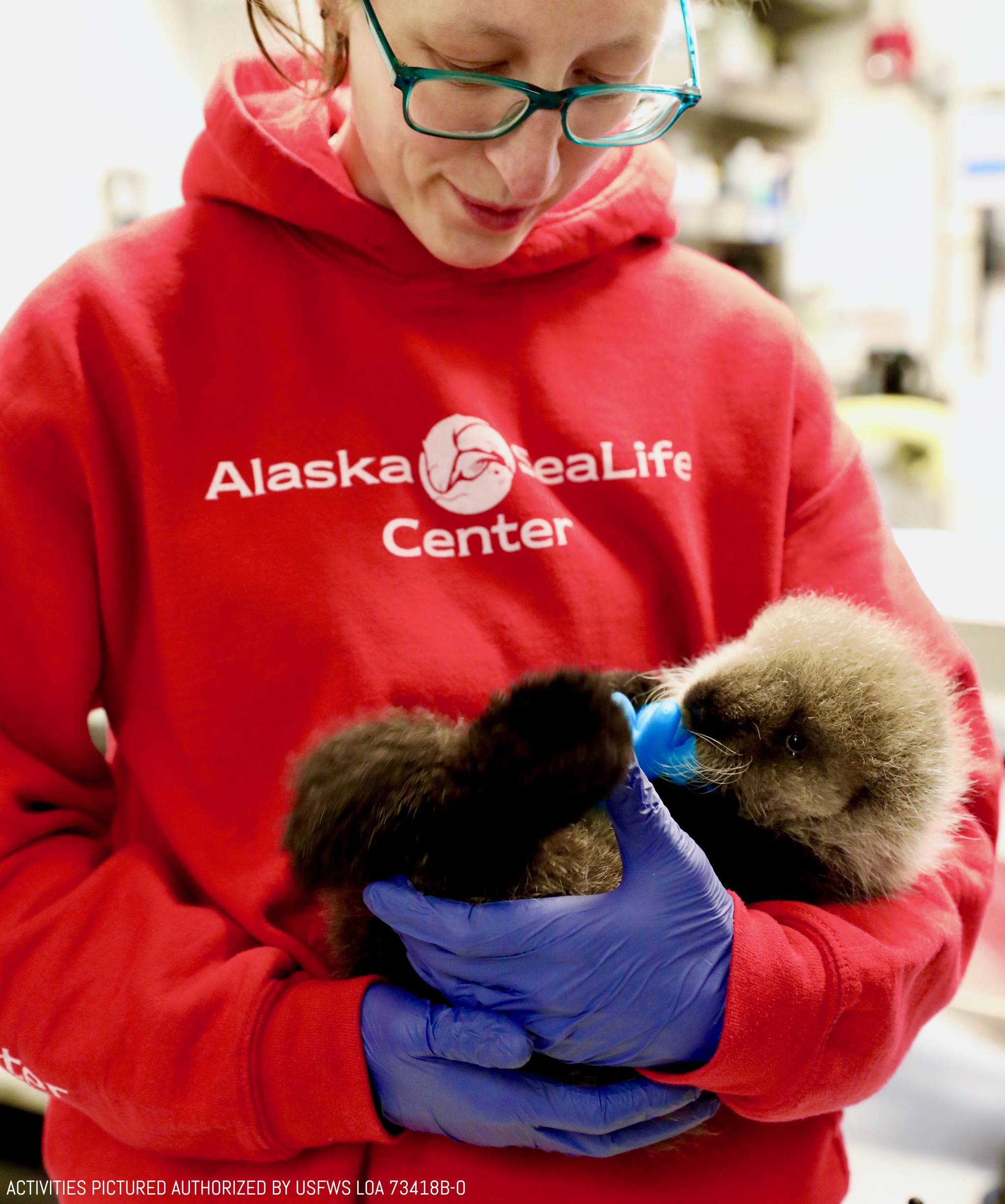 An Alaska SeaLife Center animal care specialist holds a sea otter pup. The female pup was admitted Tuesday, April 9, 2019, after the newborn was found floating alone in Kachemak Bay. (Photo courtesy Alaska SeaLife Center)