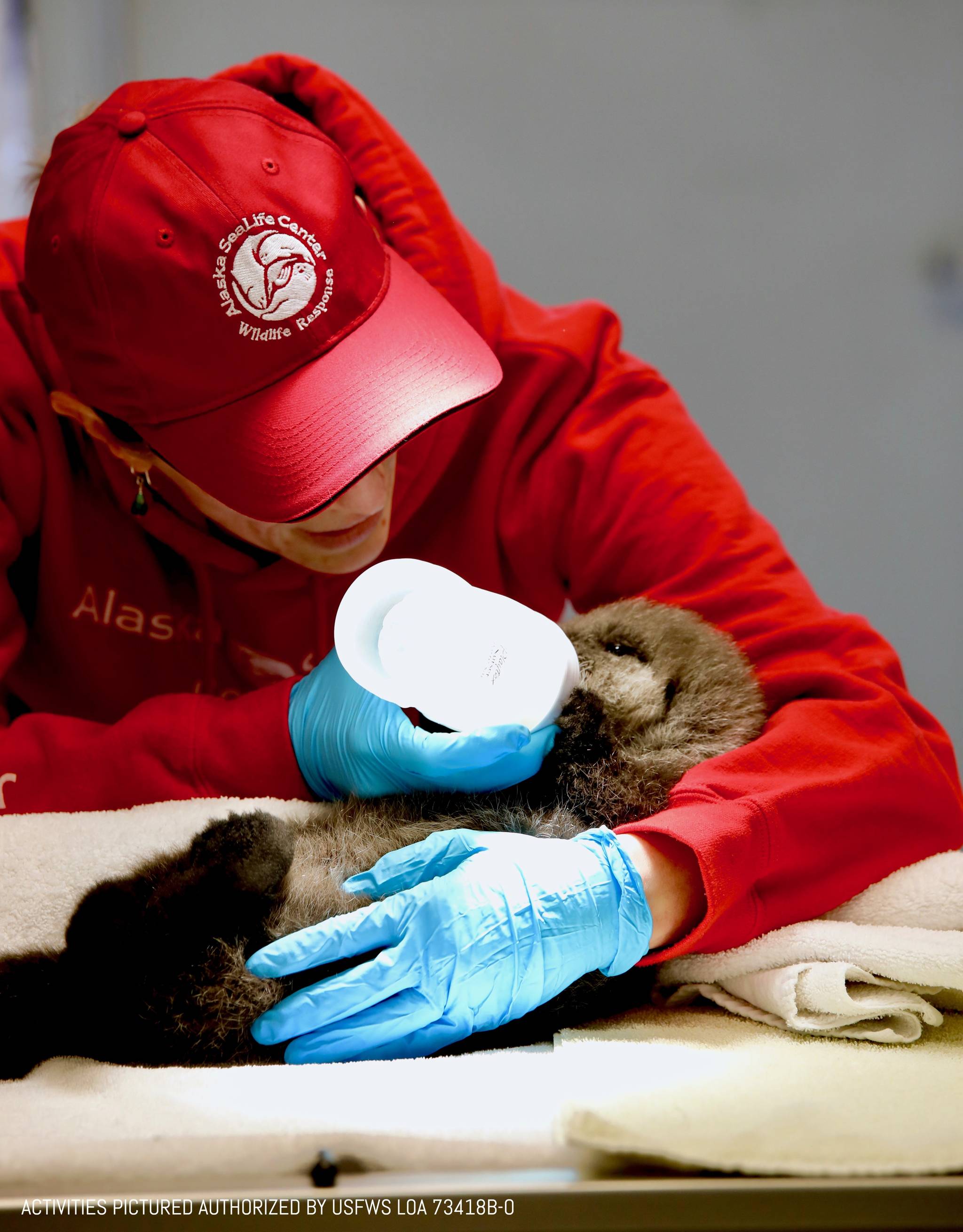 An Alaska SeaLife Center animal care specialist feeds a sea otter pup. The female pup was admitted Tuesday, April 9, 2019, after the newborn was found floating alone in Kachemak Bay. (Photo courtesy Alaska SeaLife Center)