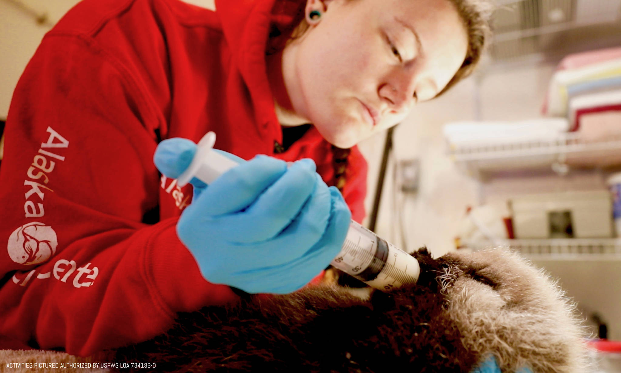 An Alaska SeaLife Center animal care specialist feeds a rescued sea otter pup. The female pup was admitted April 9, after the newborn was floating alone in Kachemak Bay. (Photo courtesy Alaska SeaLife Center)