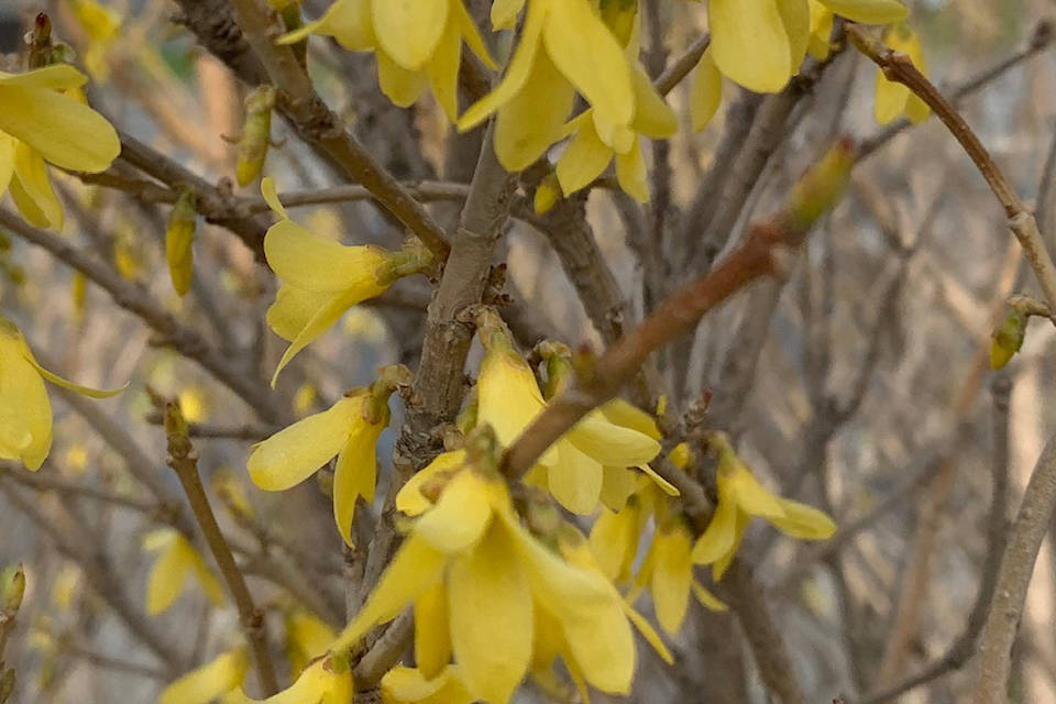 Don’t miss the forsythia blooming on the corner of Pioneer Avenue and Svedlund Street on May 2, 2019. There aren’t many of these in Homer, so appreciate them now, for their bloom time is short. (Photo by Rosemary Fitzpatrick)
