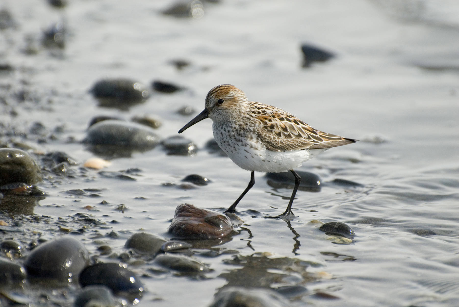 A western sandpiper feeds in this undated photo. (Photo by Aaron Lang)