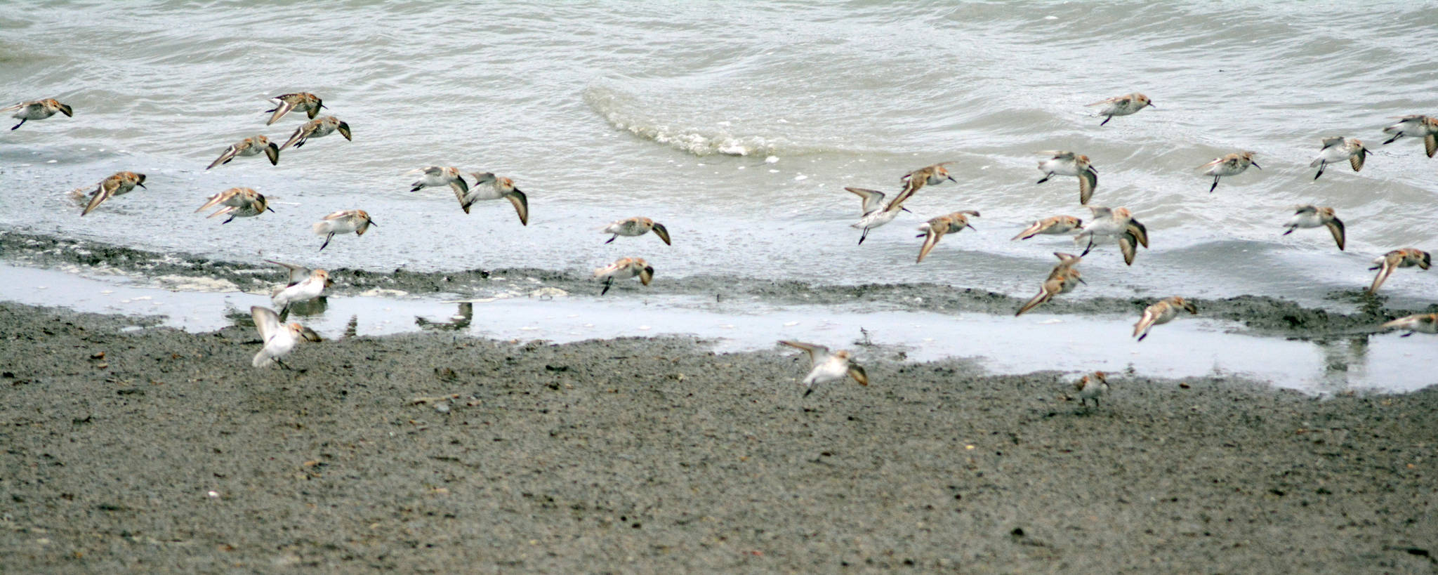 Western sandpipers land on the Mud Bay beach about noon Saturday, May 12, 2018, during the Kachemak Bay Shorebird Festival. (Photo by Michael Armstrong / Homer News).