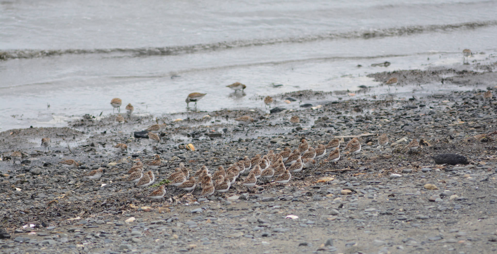 Western sandpipers and dunlins huddle on the Mud Bay beach about noon Saturday, May 12, 2018, during the Kachemak Bay Shorebird Festival. (Photo by Michael Armstrong / Homer News).
