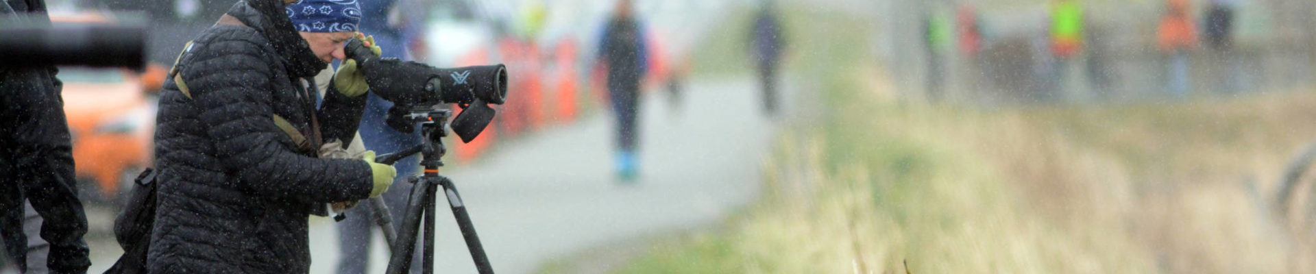 Birders line the bike path on the Homer Spit while looking for shorebirds in Mud Bay on Friday morning, May 11, 2018, for the Kachemak Bay Shorebird Festival. (Photo by MIchael Armstrong / Homer News)