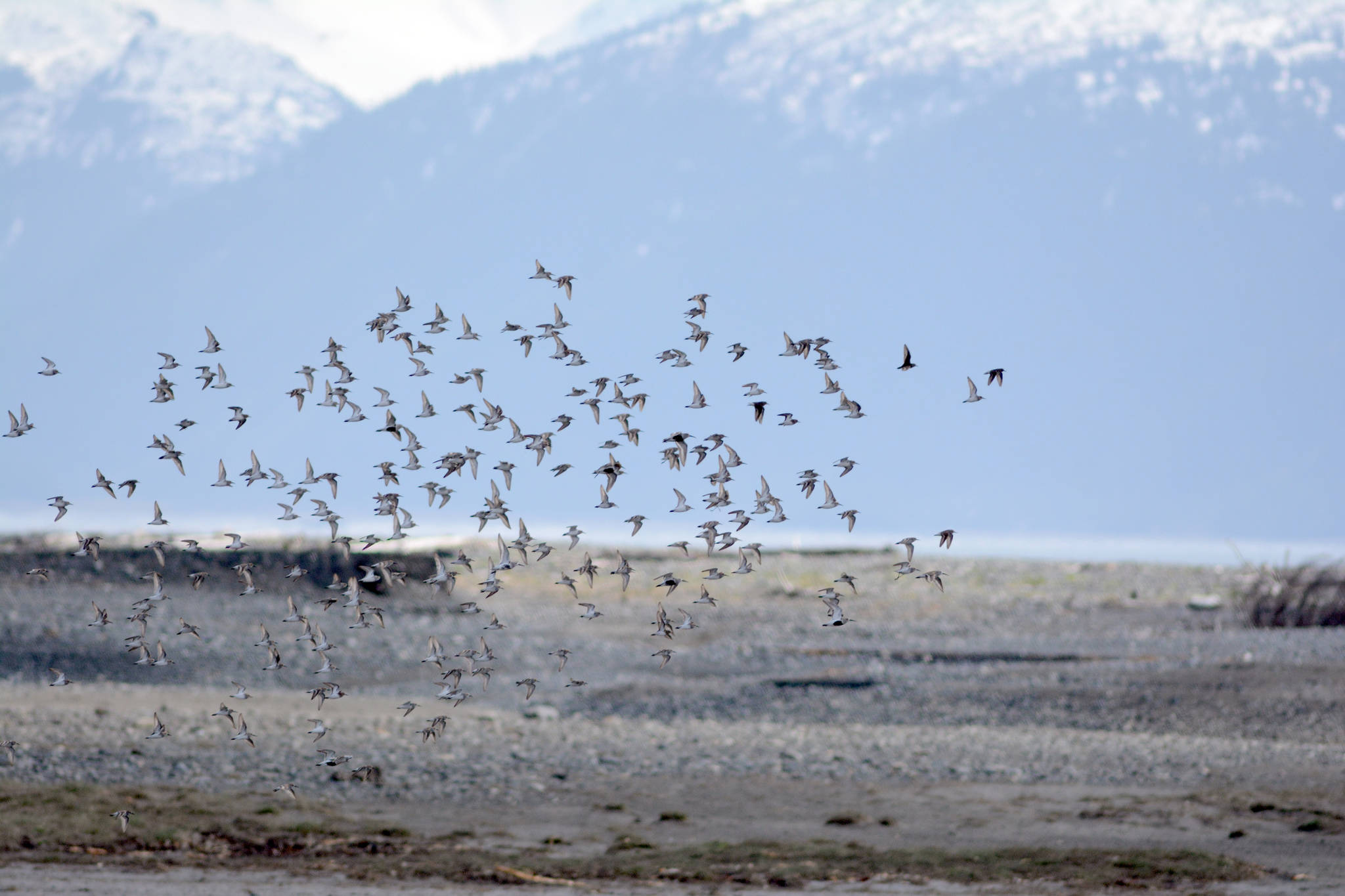 A flock of western sandpipers and dunlins is spooked by a merlin at Beluga Slough on May 11, 2019, in Homer, Alaska, during the Kachemak Bay Shorebird Festival. (Photo by Michael Armstrong/Homer News)