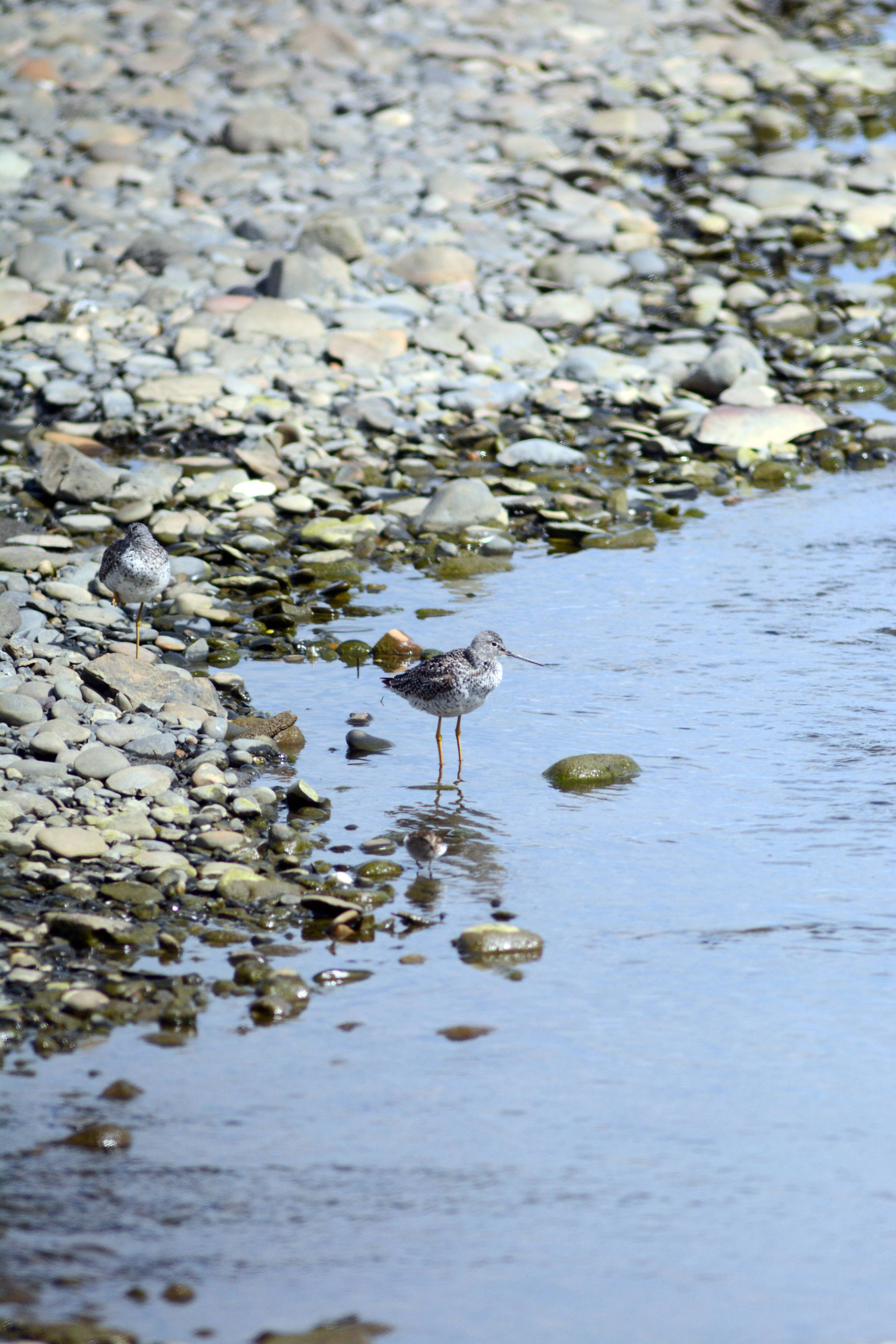 Two yellowlegs feed at Beluga Slough with a western sandpiper on May 11, 2019, in Homer, Alaska, during the Kachemak Bay Shorebird Festival. (Photo by Michael Armstrong/Homer News)