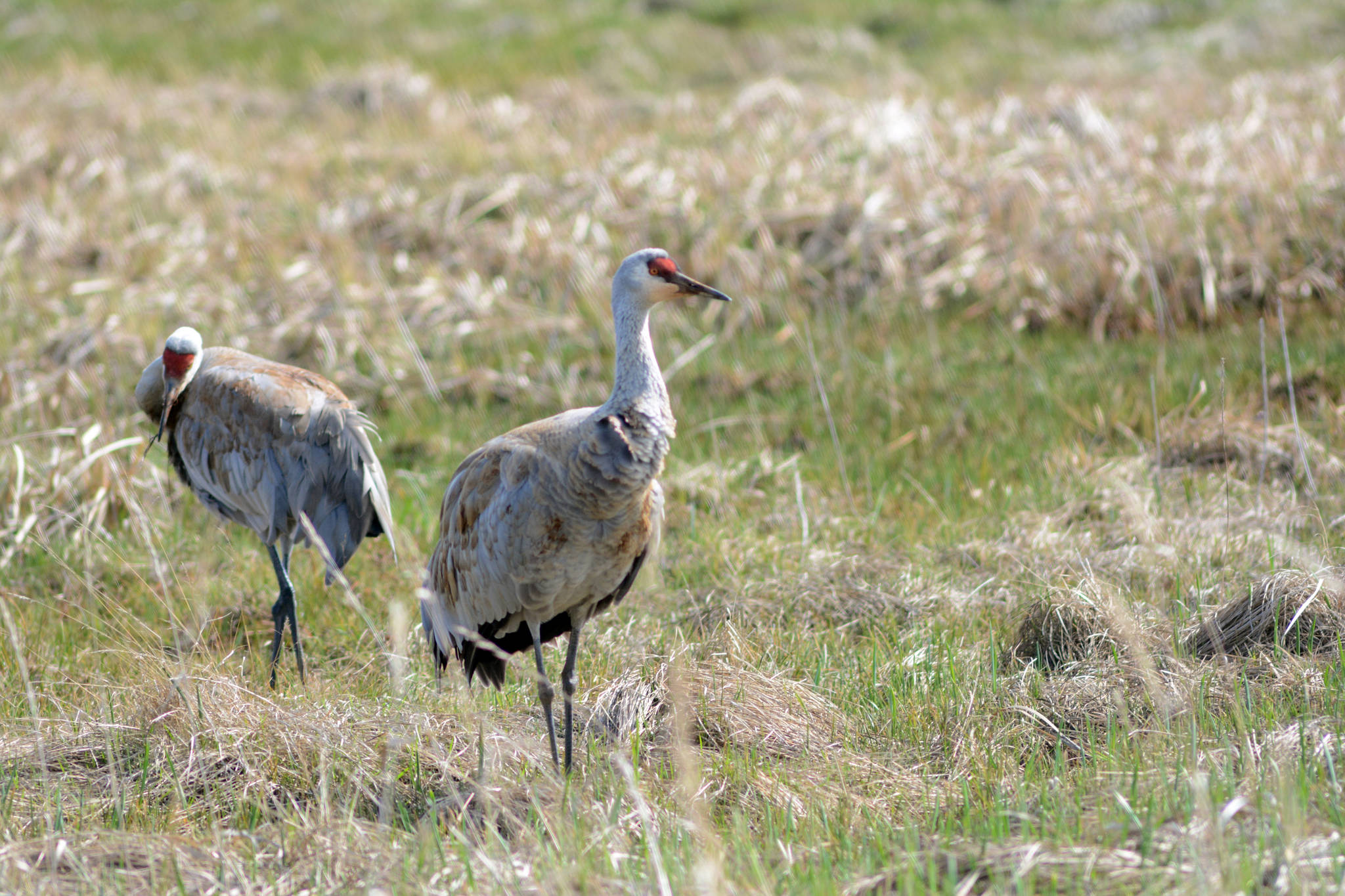 Sandhill cranes feed in Beluga Slough on May 11, 2019, in Homer, Alaska, during the Kachemak Bay Shorebird Festival. (Photo by Michael Armstrong/Homer News)