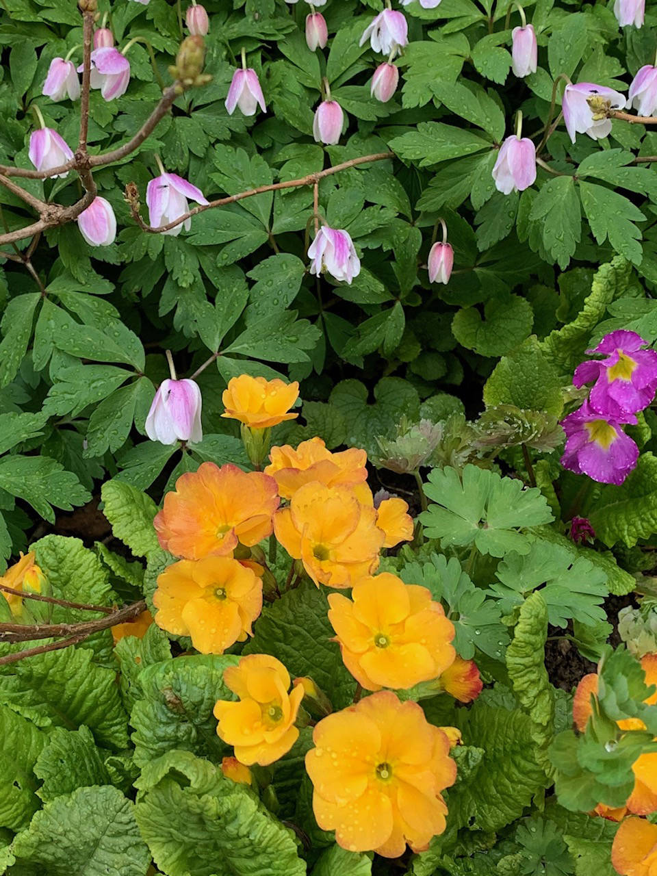 Primulas and anemone rosea greet a spring morning on May 15, 2019, at the Kachemak Gardener’s garden in Homer, Alaska. (Photo by Rosemary Fitzpatrick)