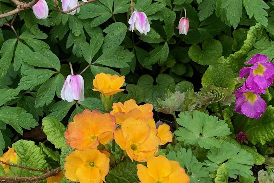 Primulas and anemone rosea greet a spring morning on May 15, 2019, at the Kachemak Gardener’s garden in Homer, Alaska. (Photo by Rosemary Fitzpatrick)