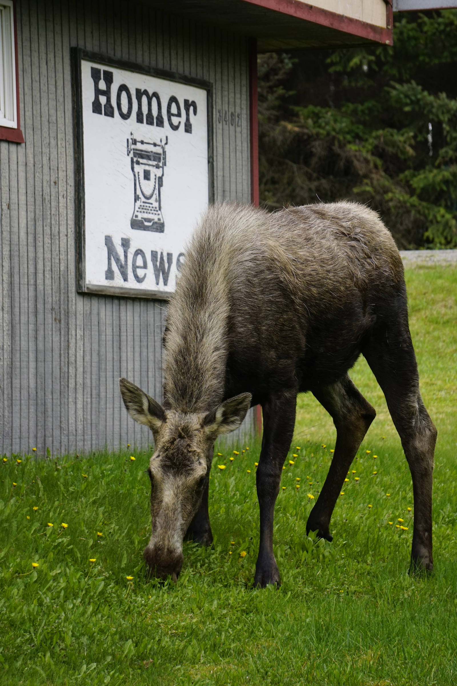 Nature’s own lawn service                                A moose browses on the grass of the Homer News on May 15, 2019, in Homer, Alaska. (Photo by Michael Armstrong/Homer News)