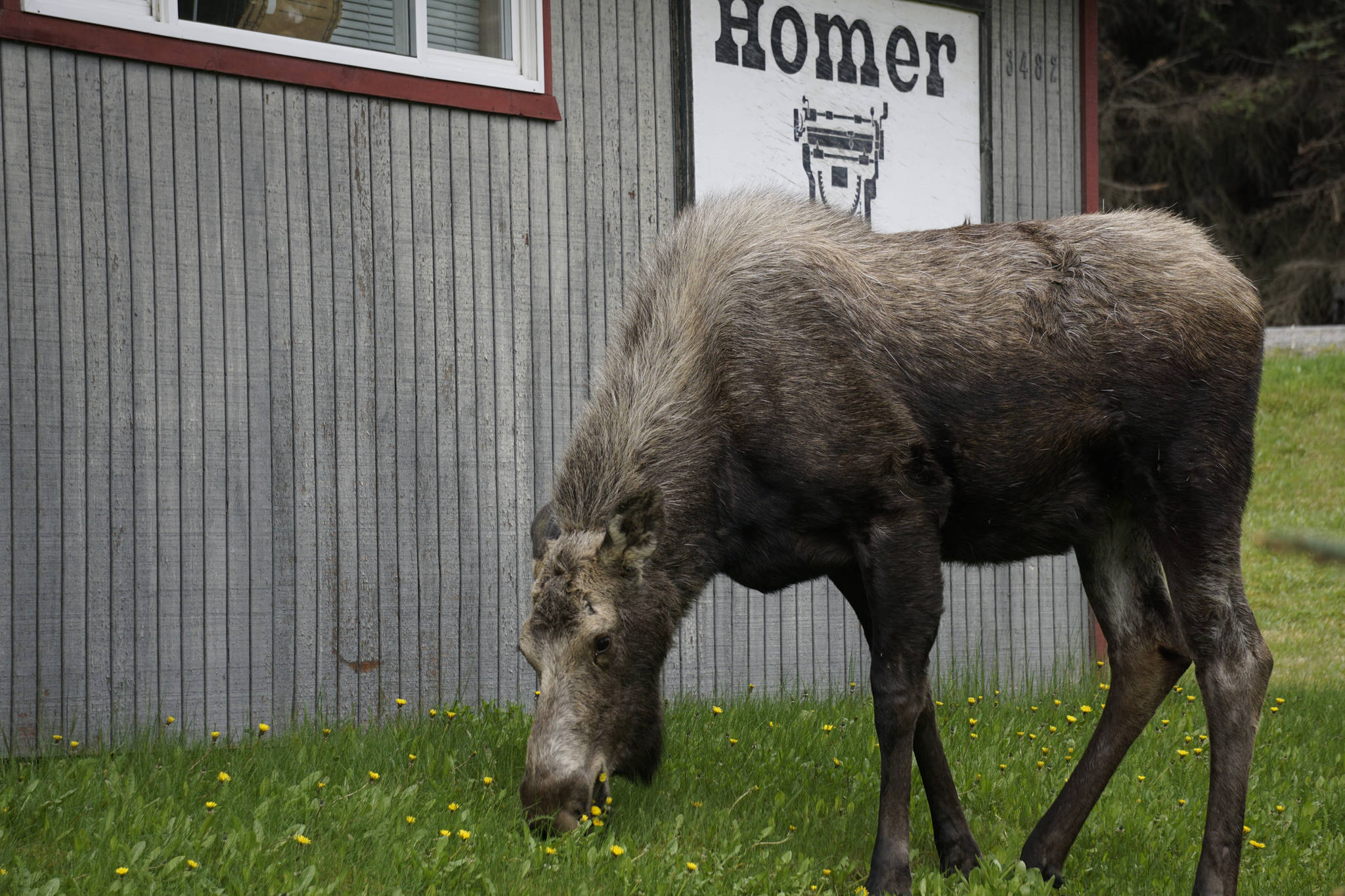 A moose browses on the lawn of the Homer News on May 15, 2019, in Homer, Alaska. (Photo by Michael Armstrong/Homer News)