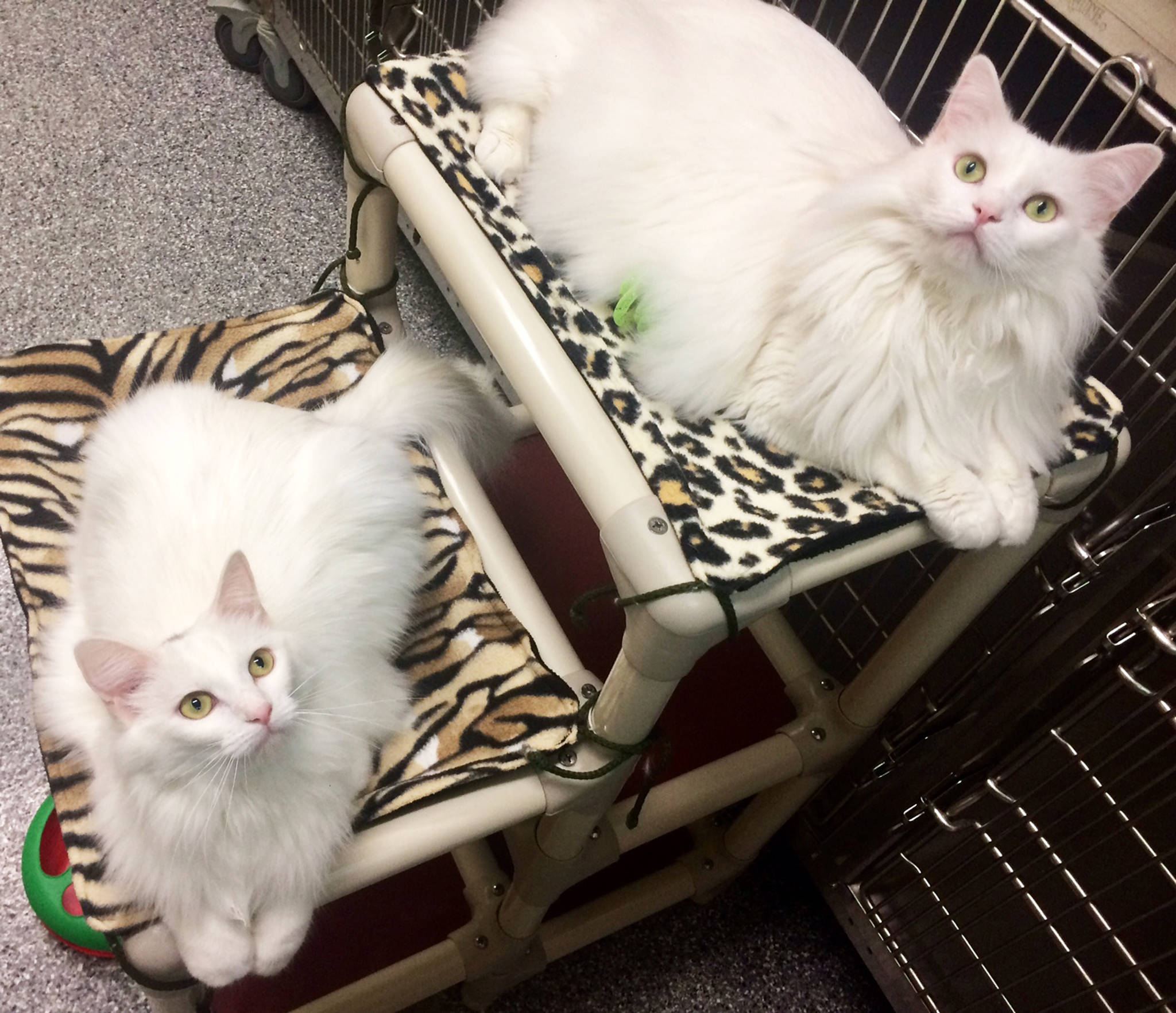 Pet of the Week: Lady Cat and Arya