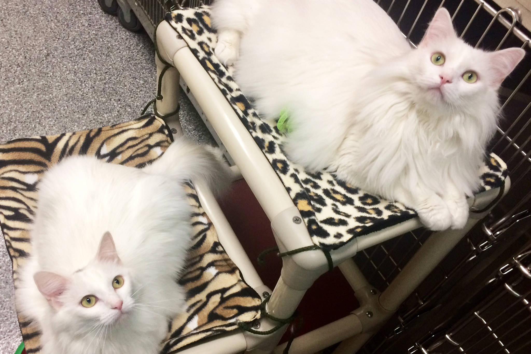 Pet of the Week: Lady Cat and Arya