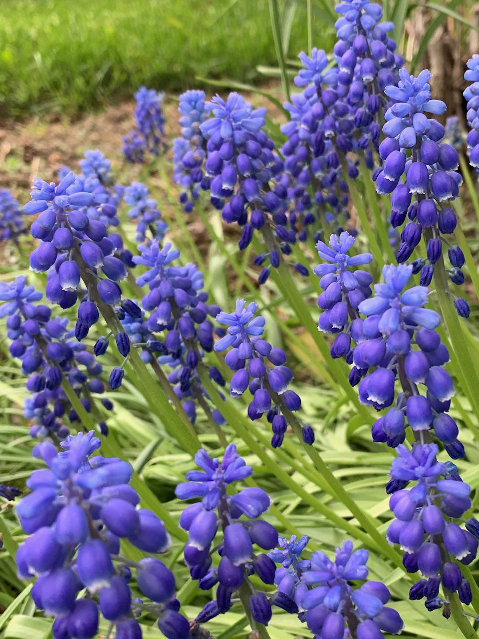 Muscari at its peak of perfection, as seen in the Kachemak Gardener’s garden on May 27, 2019, in Homer, Alasa. (Photo by Rosemary Fitzpatrick)