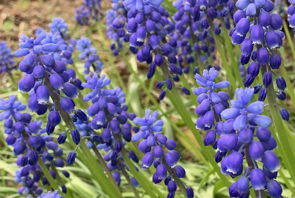 Muscari at its peak of perfection, as seen in the Kachemak Gardener’s garden on May 27, 2019, in Homer, Alasa. (Photo by Rosemary Fitzpatrick)