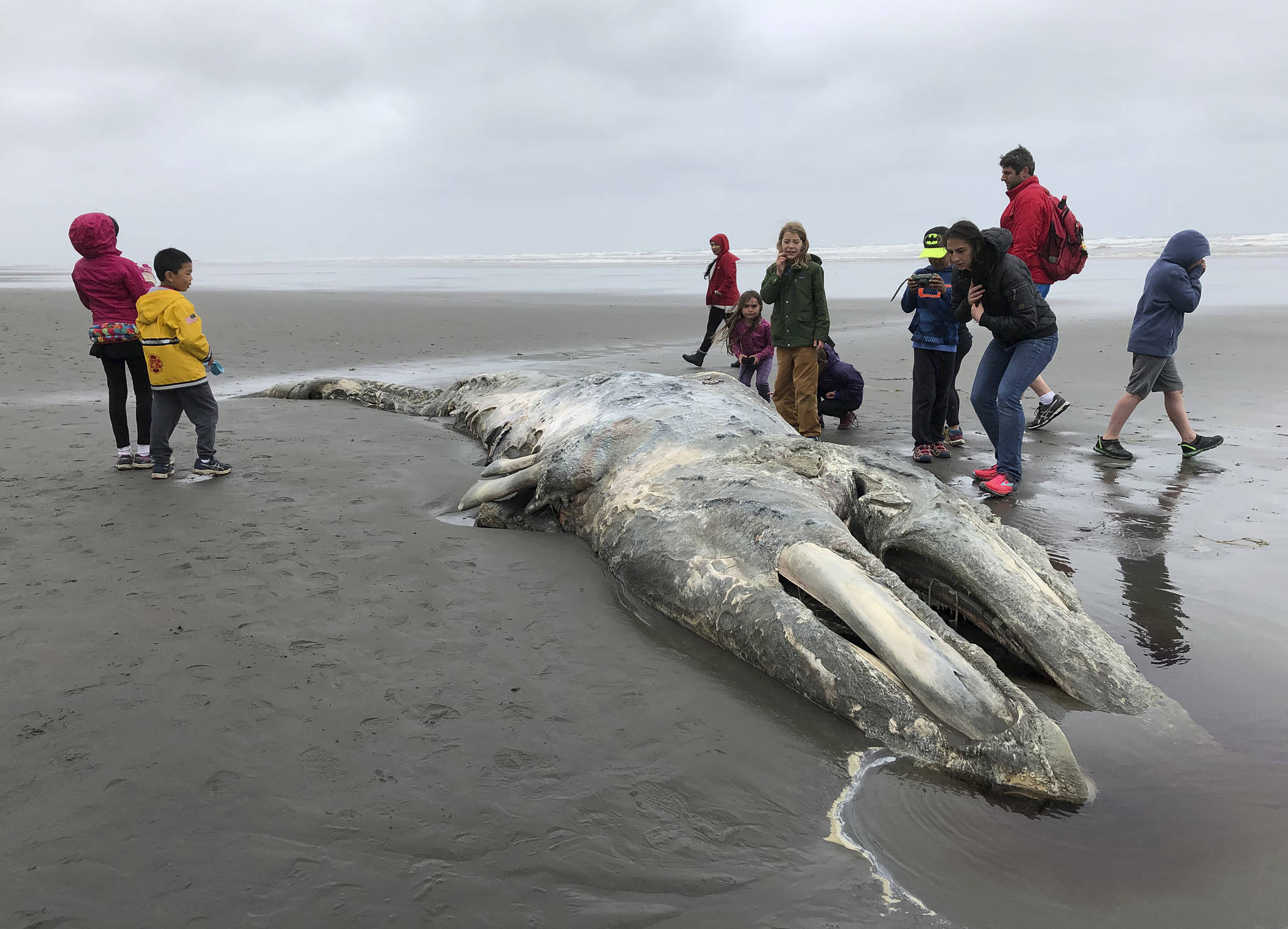 In this May 24, 2019 photo, teachers and students from Northwest Montessori School in Seattle examine the carcass of a gray whale after it washed up on the coast of Washington’s Olympic Peninsula, just north of Kalaloch Campground in Olympic National Park. Federal scientists on Friday, May 31 opened an investigation into what is causing a spike in gray whale deaths along the West Coast this year. So far, about 70 whales have stranded on the coasts of Washington, Oregon, Alaska and California, the most since 2000. (AP Photo/Gene Johnson)