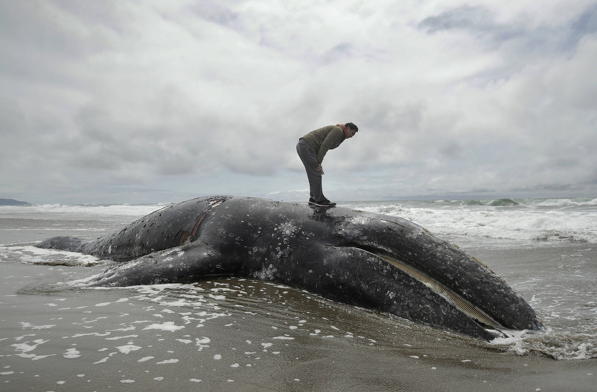 FILE - In this May 6, 2019 file photo, Duat Mai stands atop a dead whale at Ocean Beach in San Francisco. Federal scientists on Friday, May 31 opened an investigation into what is causing a spike in gray whale deaths along the West Coast this year. So far, about 70 whales have stranded on the coasts of Washington, Oregon, Alaska and California, the most since 2000. (AP Photo/Jeff Chiu)