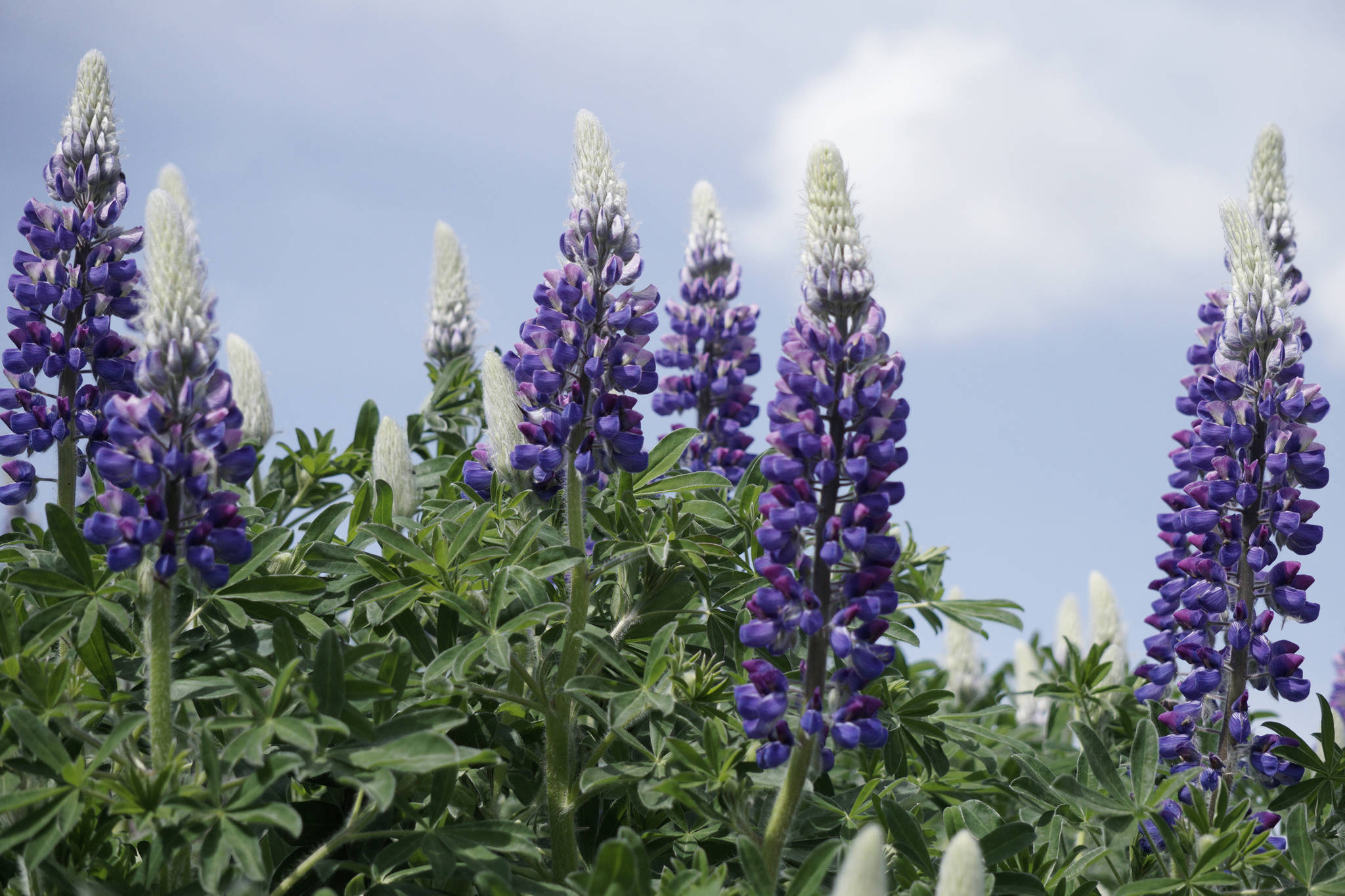 Lupines bloom along the Homer Spit trail on June 6, 2019, in Homer, Alaska. (Photo by Michael Armstrong/Homer News)