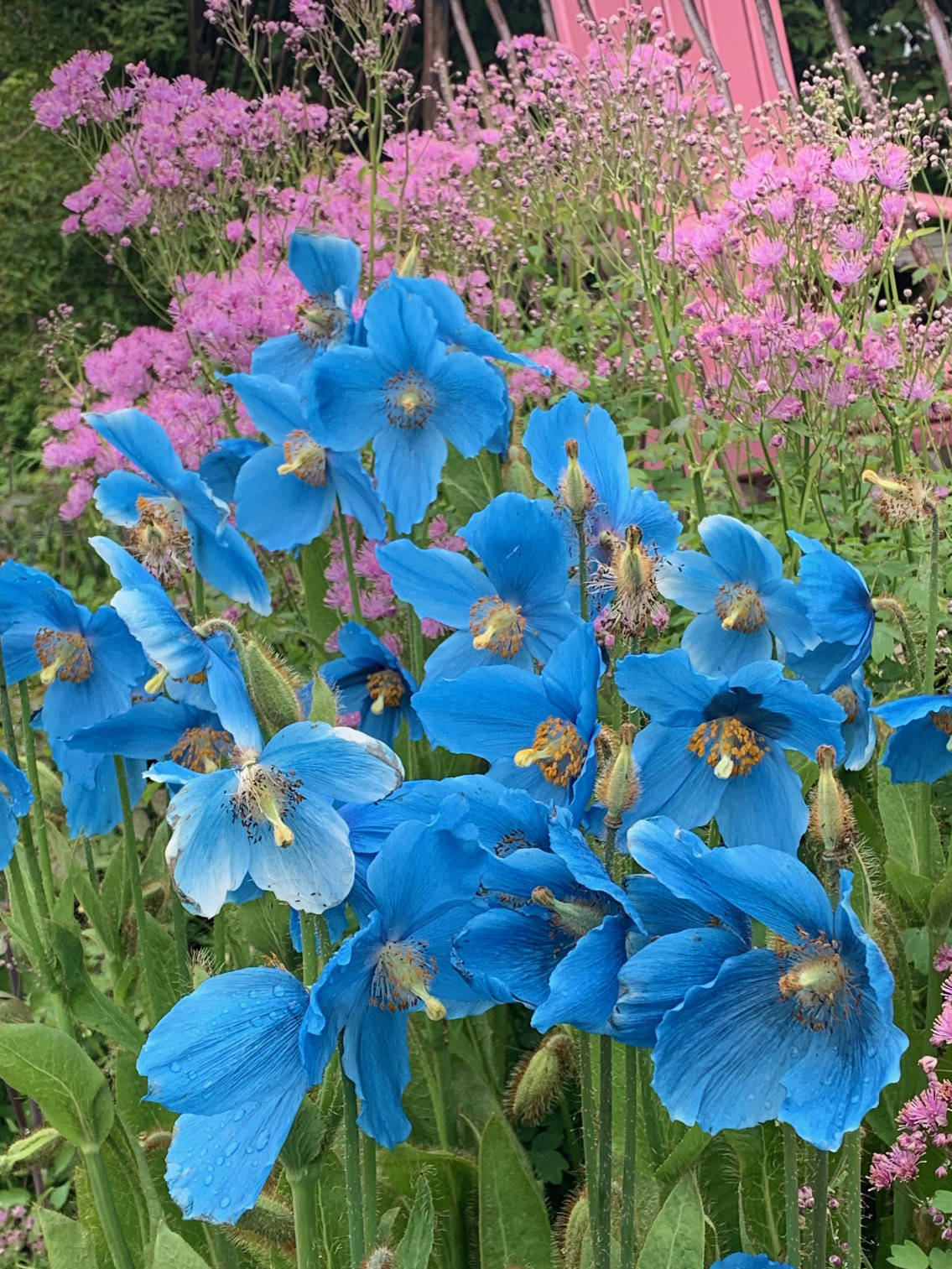 Blue poppies and pink meadow rue bloom in Rosemary Fitzpatrick’s garden on June 14, 2019, in Homer, Alsaka. “Who could ask for more?” she asks. (Photo by Rosemary Fitzpatrick)