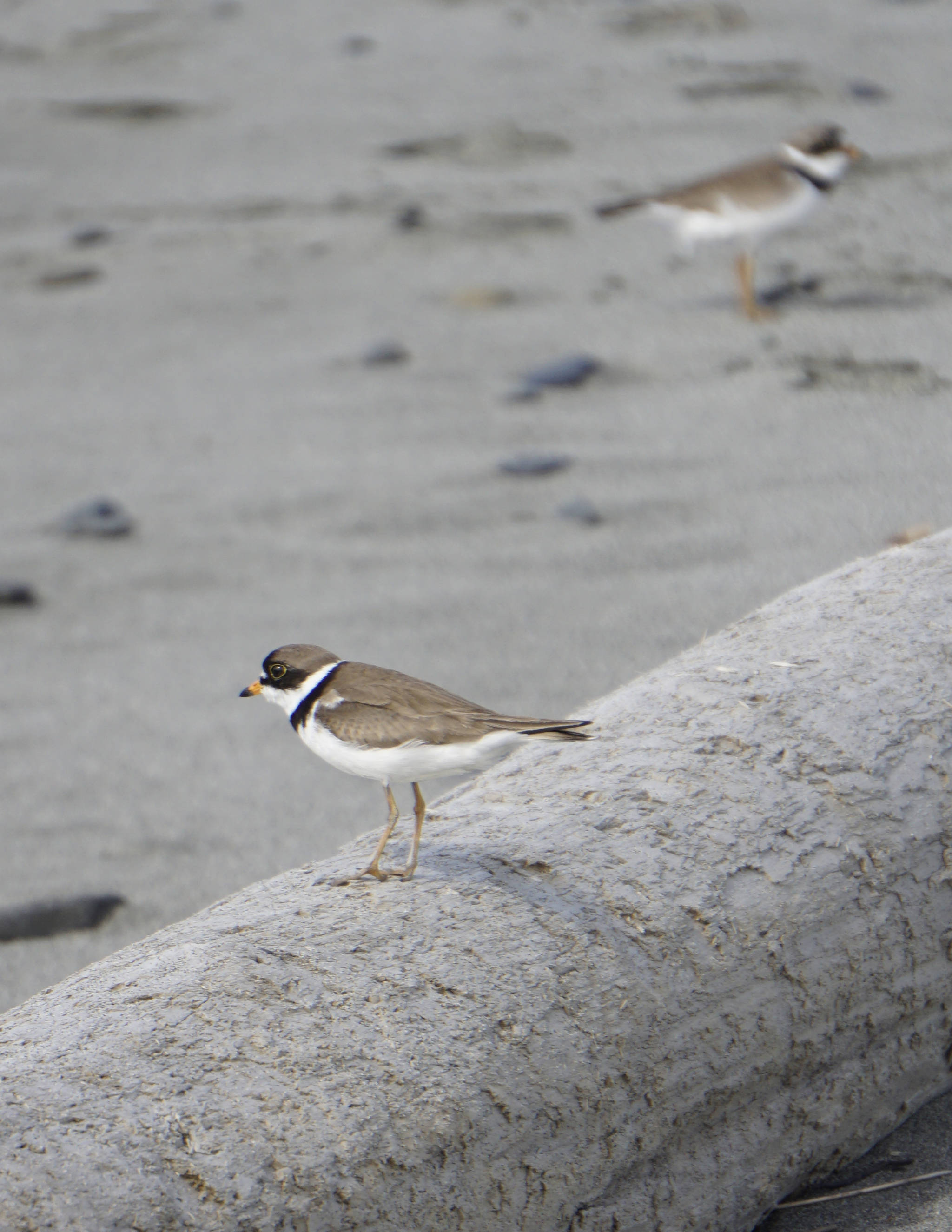 Semipalmated plovers rest on the beach of Discovery Campground in Capt. Cook State Park on June 21, 2019, near Nikiski, Alaska. (Photo by Michael Armstrong/Homer News)