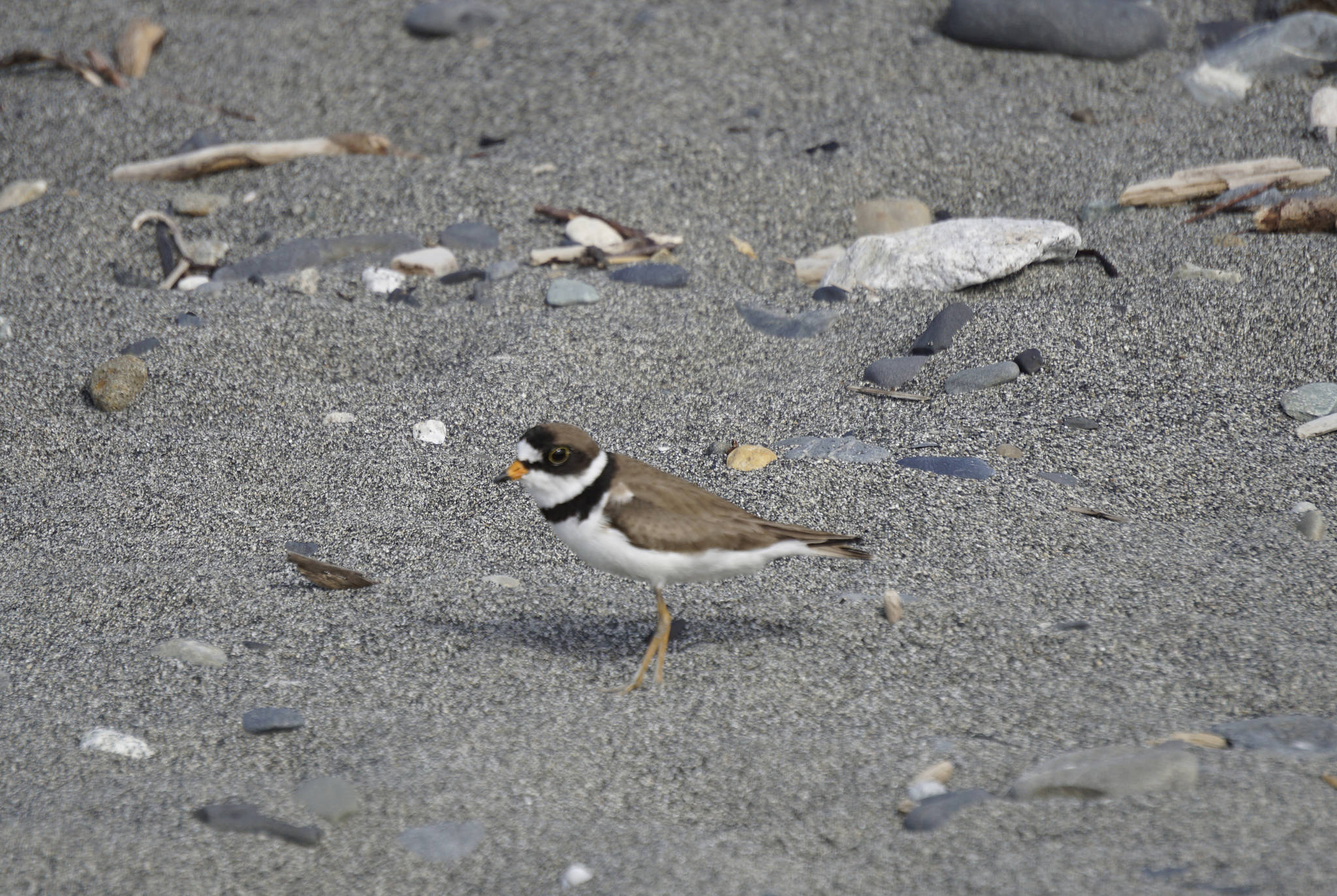A semipalmated plover rests on the beach of Discovery Campground in Capt. Cook State Park on June 21, 2019, near Nikiski, Alaska. (Photo by Michael Armstrong/Homer News)