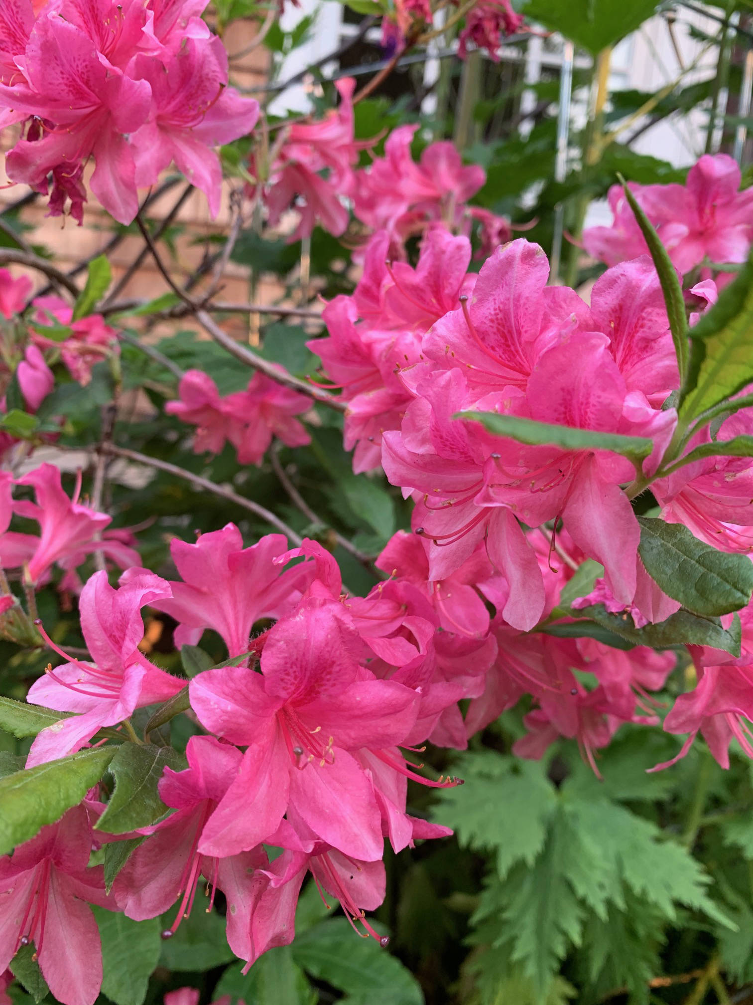 ”Blooming azaleas — what a delight,” the Kachemak Gardener said on June 28, 2019, of the flowers in her Homer, Alaska, garden. “These are two of these shrubs here that manage a burst of color each year.” (Photo by Rosemary Fitzpatrick)