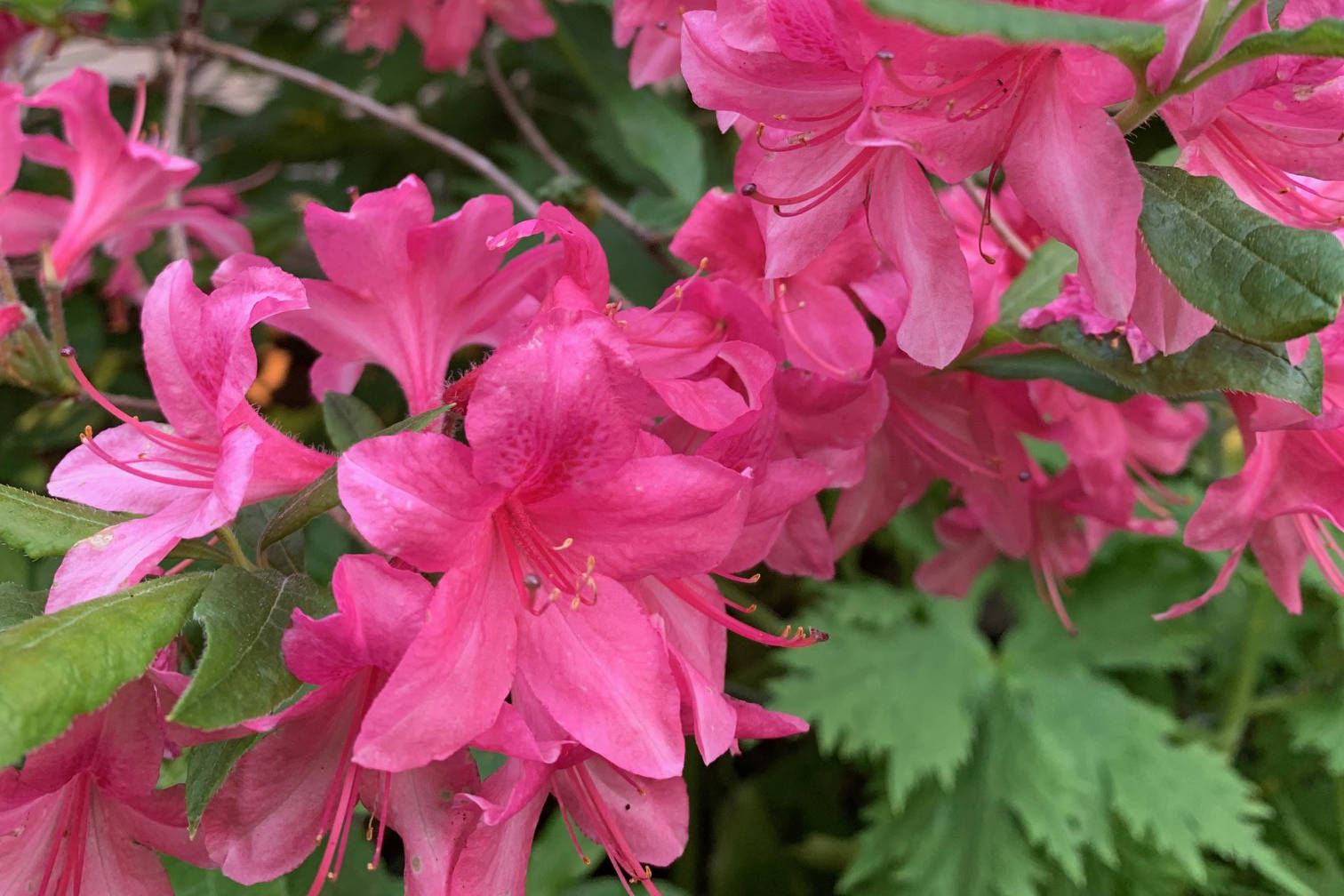 “Blooming azaleas — what a delight,” the Kachemak Gardener said on June 28, 2019, of the flowers in her Homer, Alaska, garden. “These are two of these shrubs here that manage a burst of color each year.” (Photo by Rosemary Fitzpatrick)