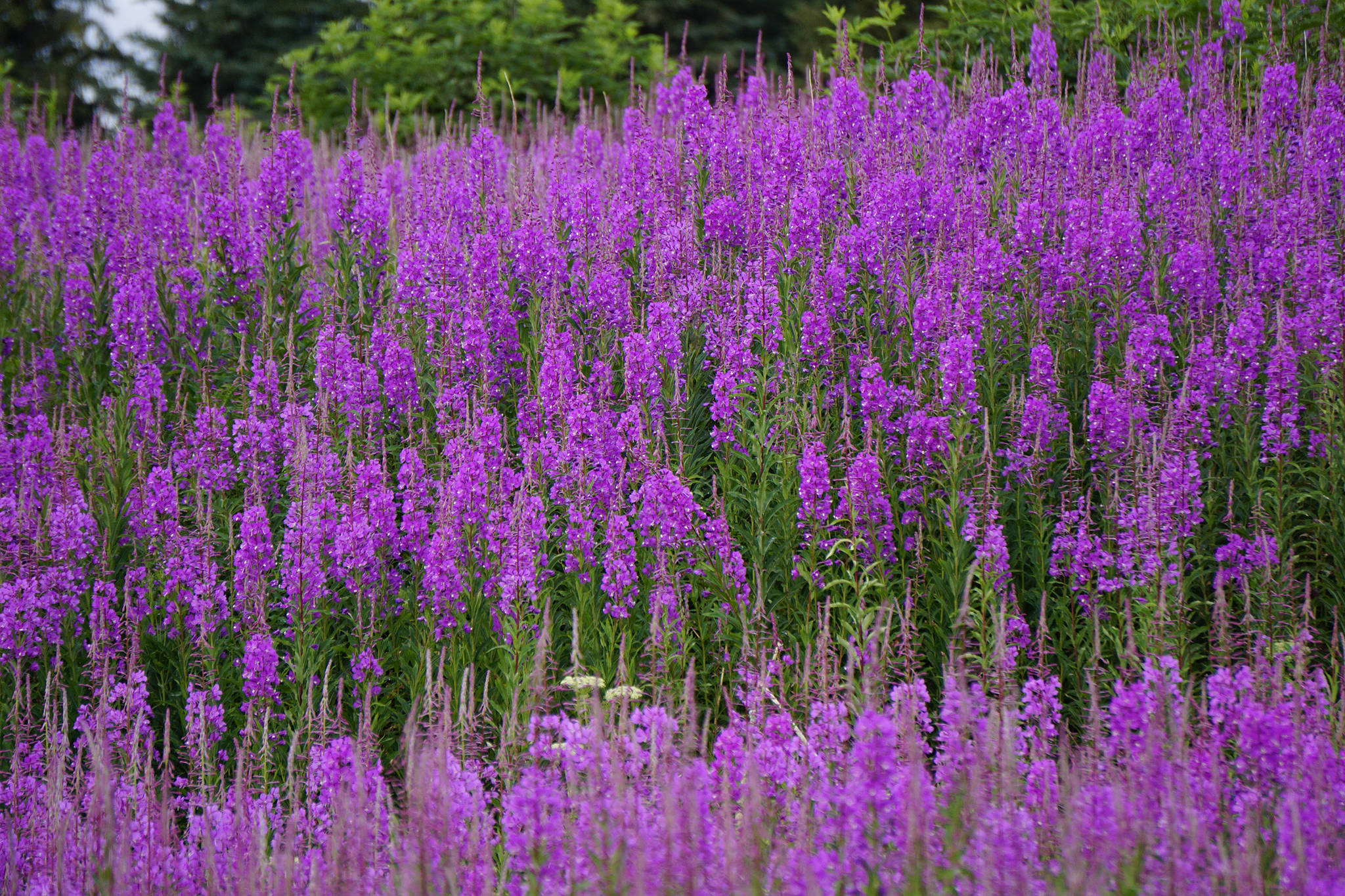 Photo by Michael Armstrong/Homer News                                A field of fireweed is in full bloom on July 14, 2019, on Diamond Ridge in Homer, Alaska.
