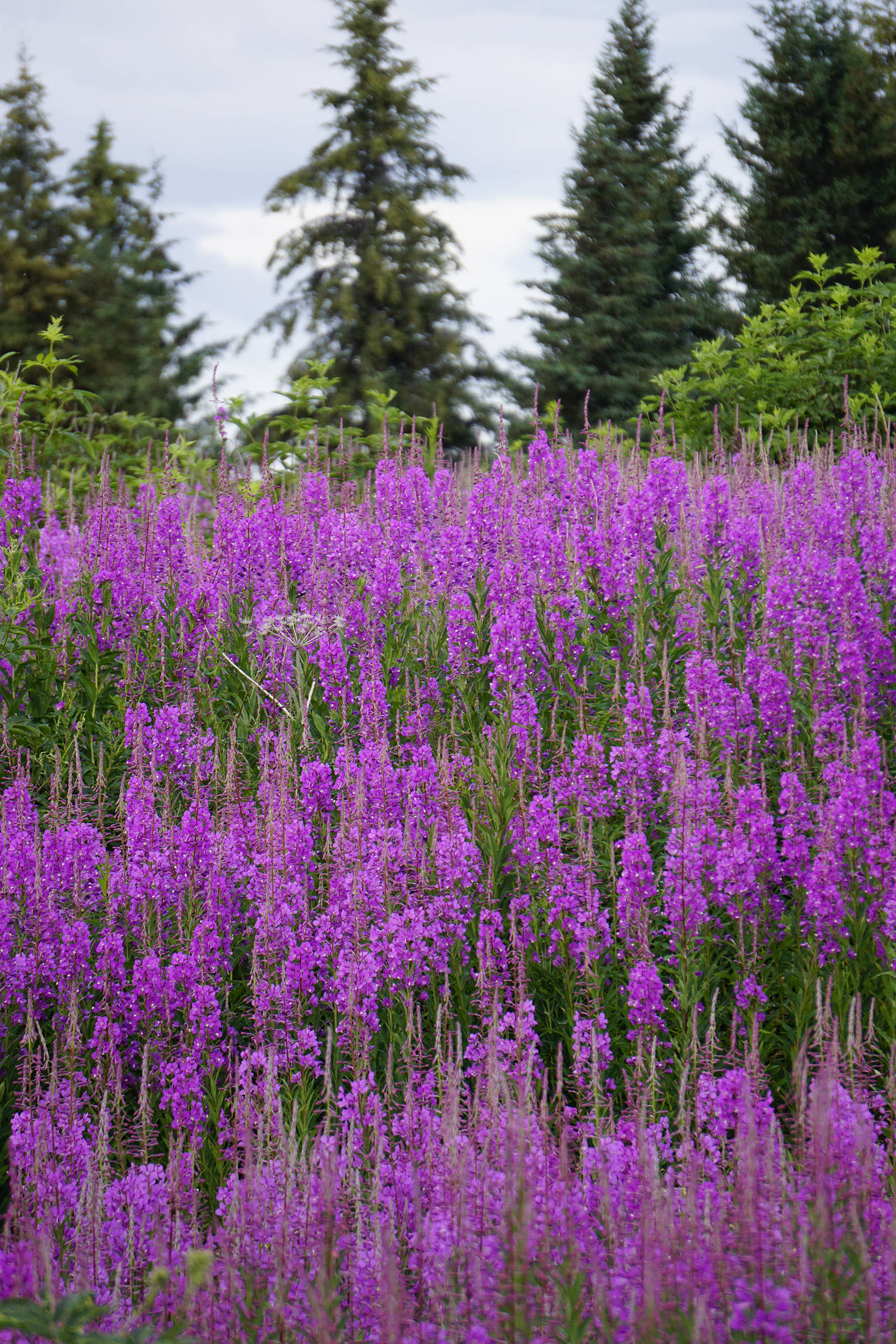Photo by Michael Armstrong/Homer News)                                 Purple mountains majesty                                A field of fireweed is in full bloom on July 14 on Diamond Ridge in Homer.