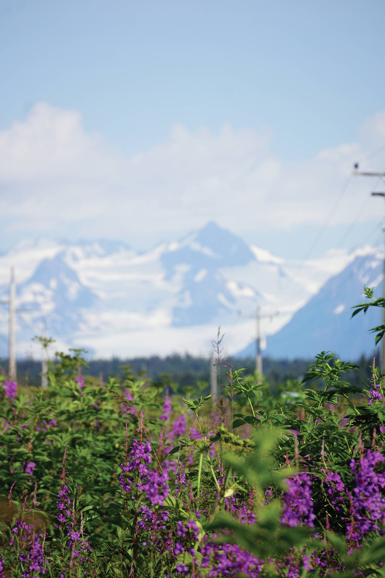Fireweed blooms on July 17, 2019, in the fields around Diamond Ridge Road in Homer, Alaska, as Grewingk Glacier looms across Kachemak Bay. (Photo by MIchael Armstrong/Homer News)