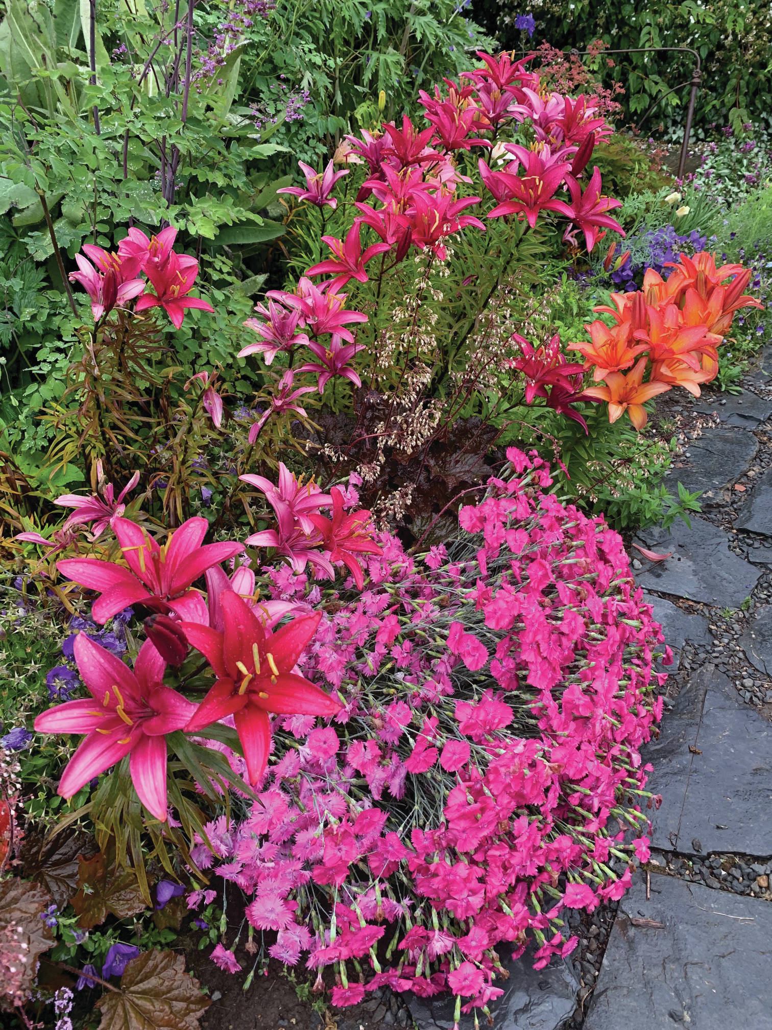 Cottage pinks, asiatic lilies, heuchera, thalictrum, all happily cohabitate in a very unplanned perennial bed at the Kachemak Gardener’s garden in this photo taken on July 28, 2019, in Homer, Alaska. (Photo by Rosemary Fitzpatrick)