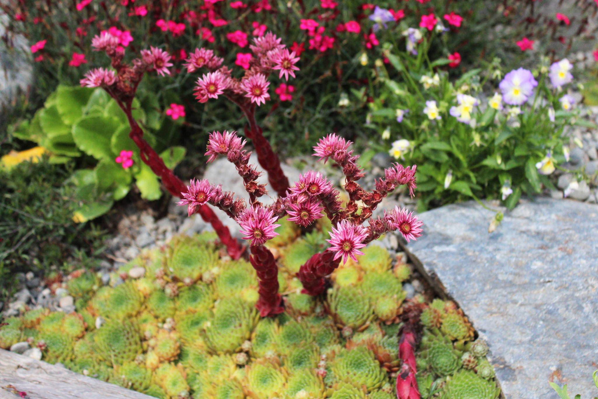 Colorful blooms emerge from a spread of succulents in a garden at Leah Evans Cloud’s home, one of five stops on the annual Garden Tour on Sunday, July 28, 2019 in Homer, Alaska. (Photo by Megan Pacer/Homer News)