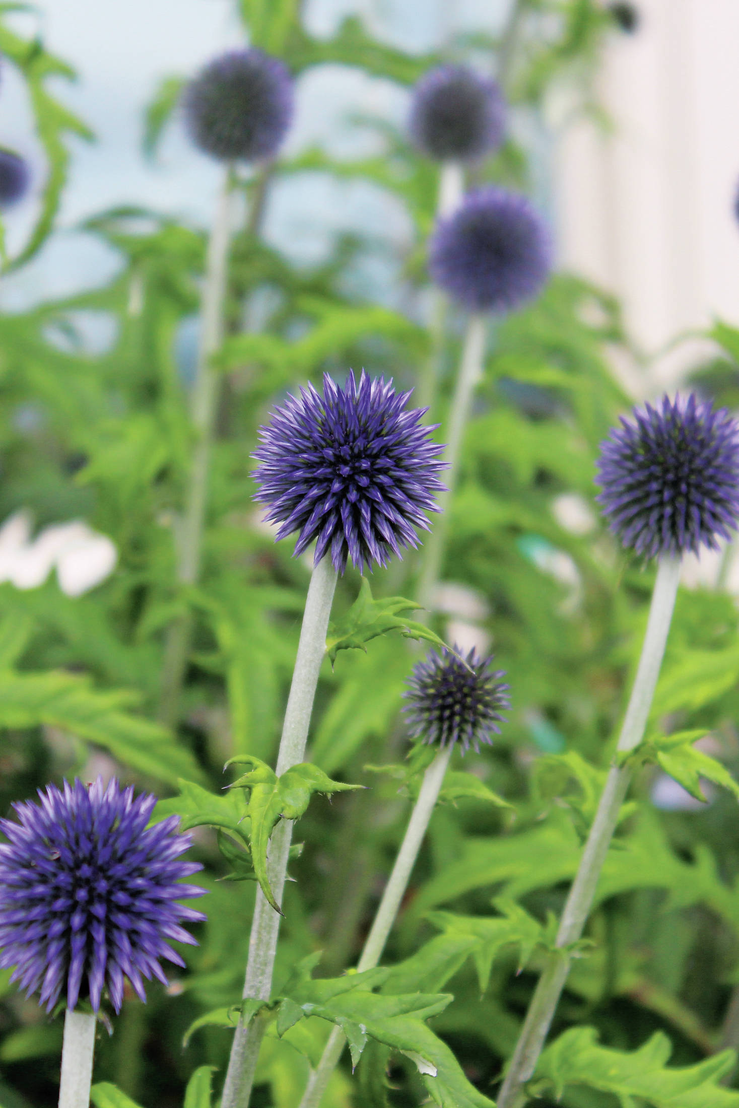 Spiky purple flowers catch the eyes of passersby at one of five gardens featured in this year’s Garden Tour, held Sunday, July 28, 2019 in and around Homer, Alaska. (Photo by Megan Pacer/Homer News)