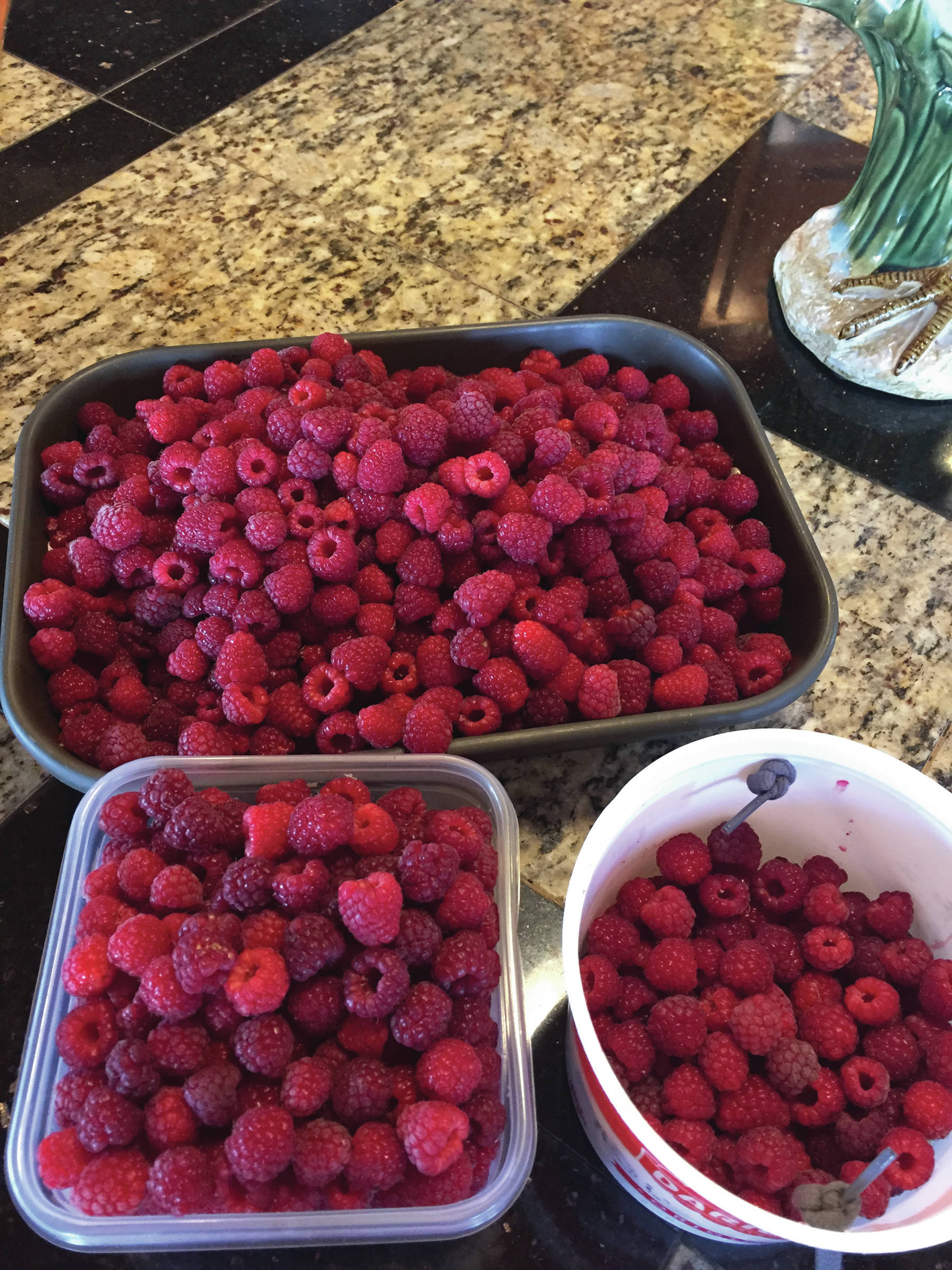 Photo by Teri Robl                                 Teri Robl collected some beautiful raspberries for her Raspberry Swamp Pie on Aug. 11 from her Homer, Alaska, garden.