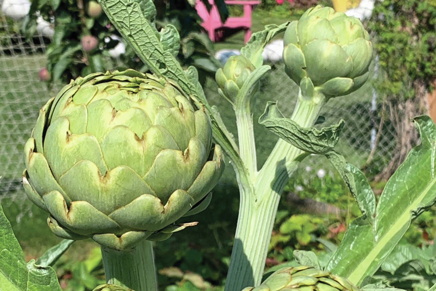 Green Globe artichokes thriving and soon to be harvested on Sunday, Aug. 11, 2019, in the Kachemak Gardener’s home in Homer, Alaska. (Photo by Rosemary Fitzpatrick)
